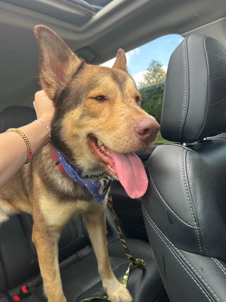 Enlarge WILE E. COYOTE, a Adoptable mixed breed in Rome, GA image 2/6