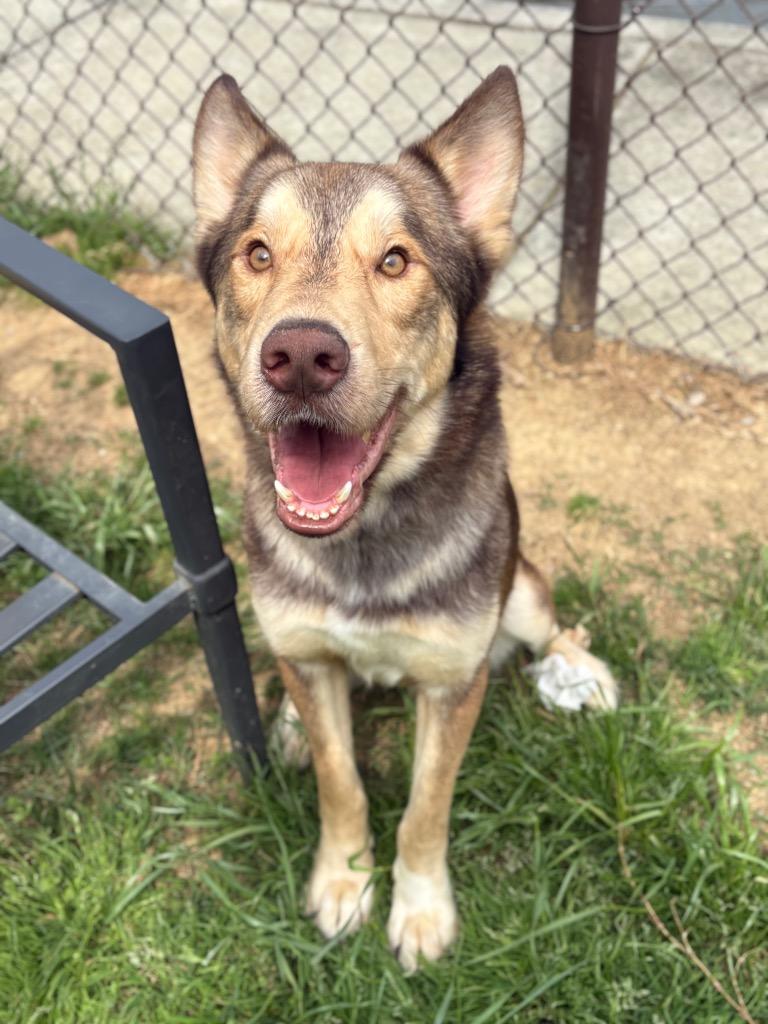 Enlarge WILE E. COYOTE, a Adoptable mixed breed in Rome, GA image 3/6