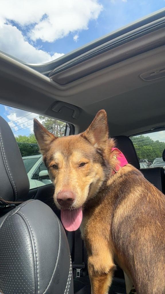 Enlarge WILE E. COYOTE, a Adoptable mixed breed in Rome, GA image 4/6