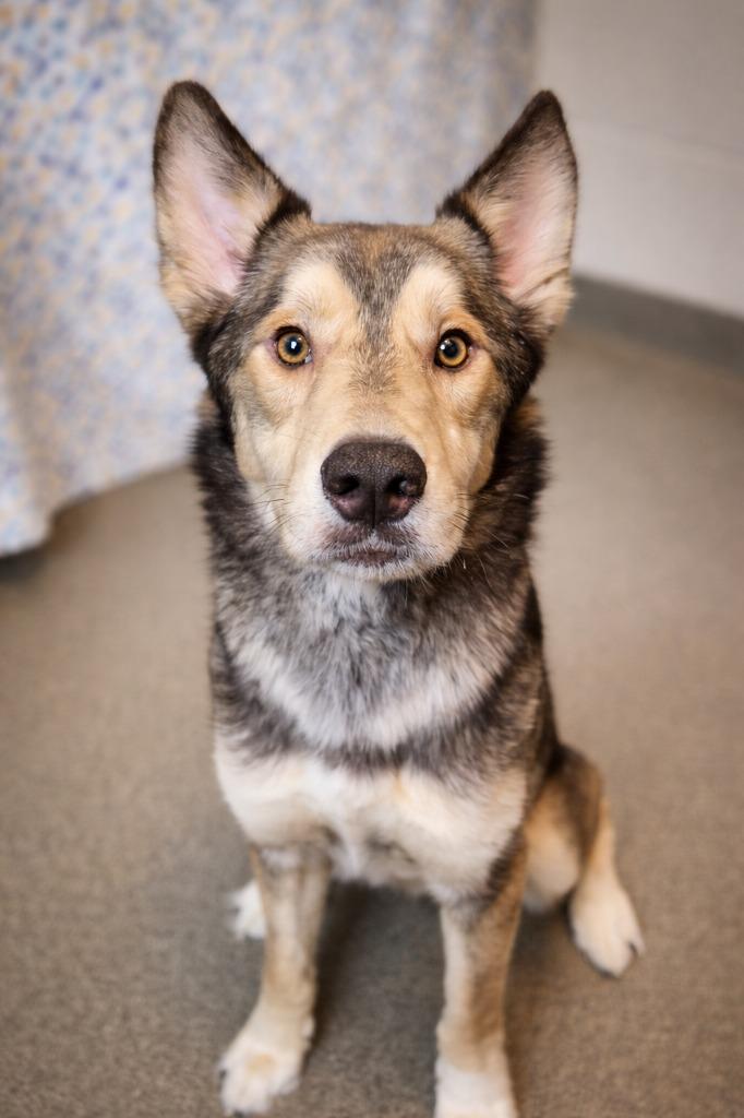 Enlarge WILE E. COYOTE, a Adoptable mixed breed in Rome, GA image 6/6