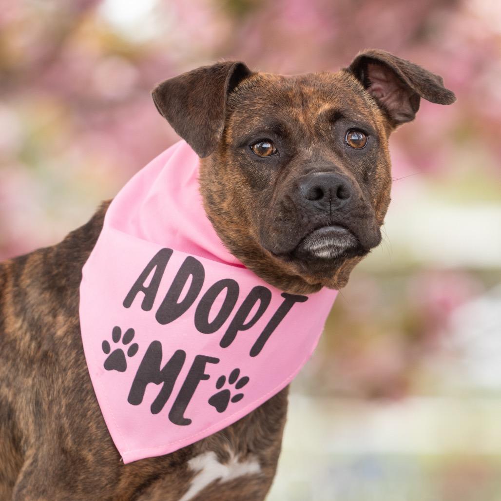 Lupe, Adoptable, Adult Female Mixed Breed.