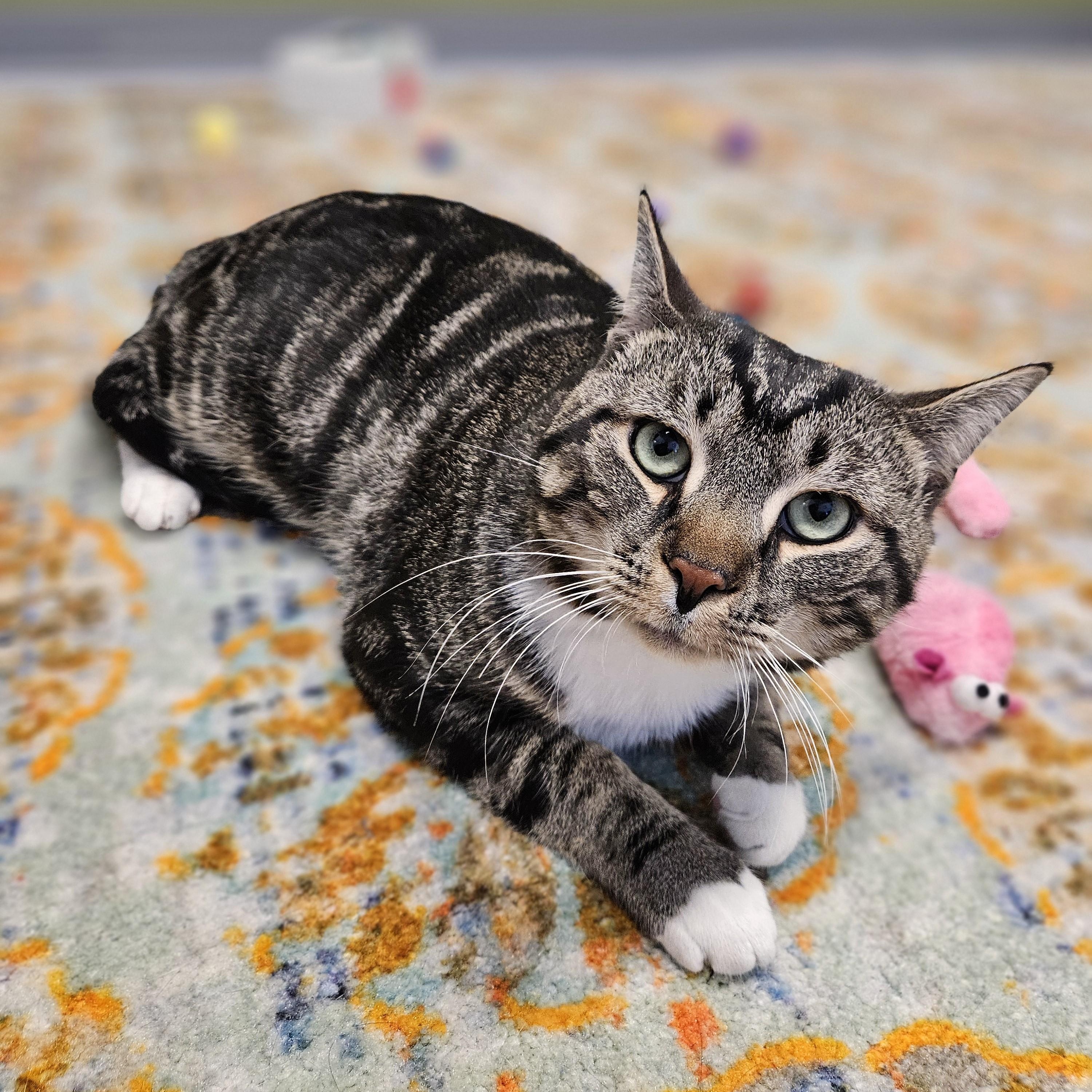 Enlarge Boots, a ADOPTABLE Domestic Short Hair in Endicott, NY image 3/4
