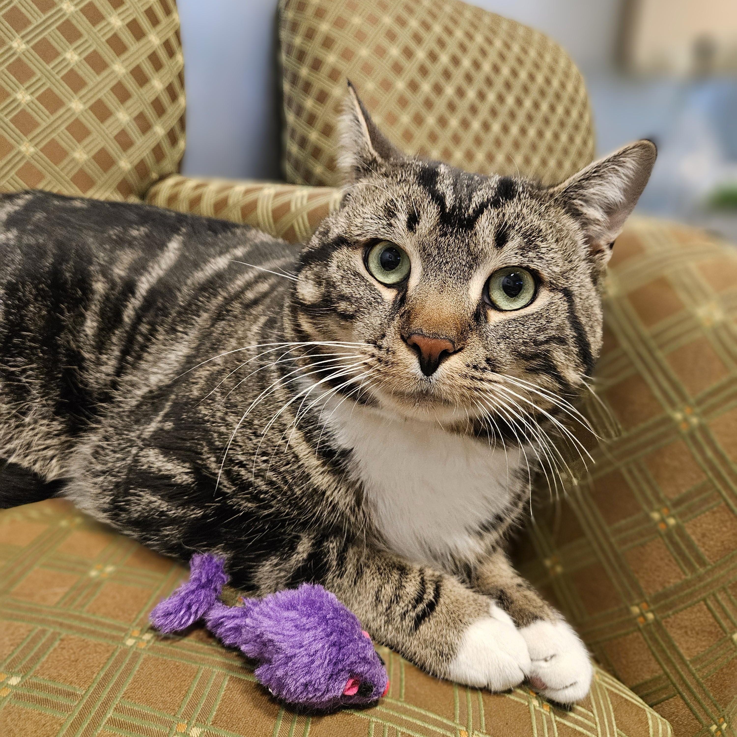 Enlarge Boots, a ADOPTABLE Domestic Short Hair in Endicott, NY image 2/4