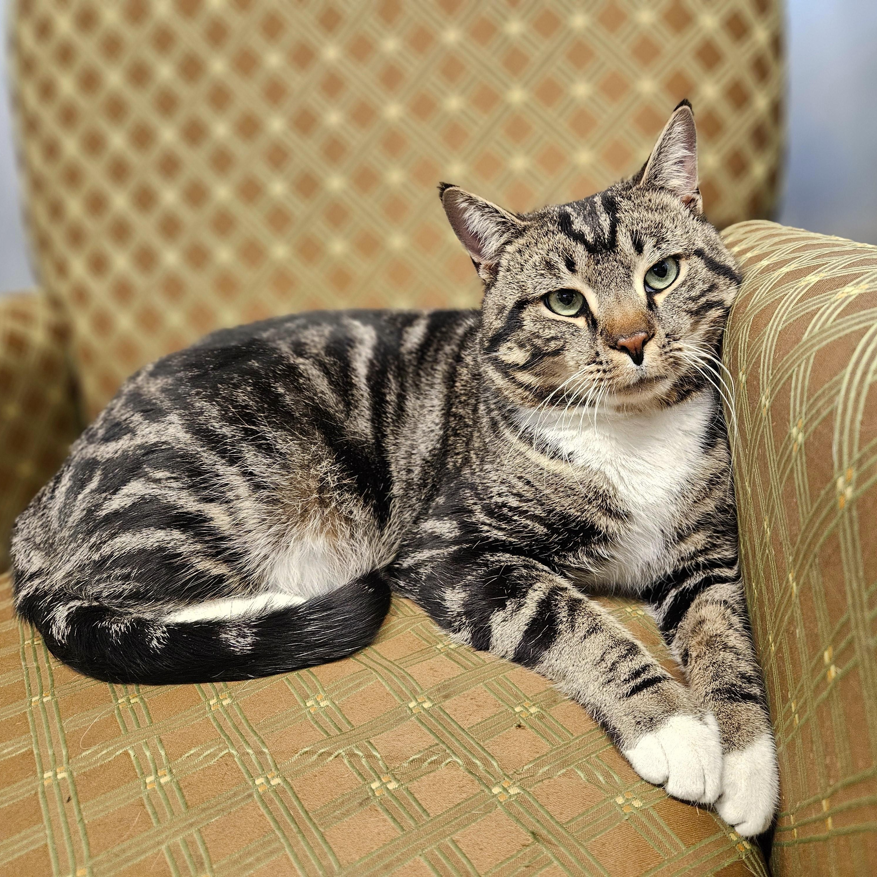 Enlarge Boots, a ADOPTABLE Domestic Short Hair in Endicott, NY image 4/4