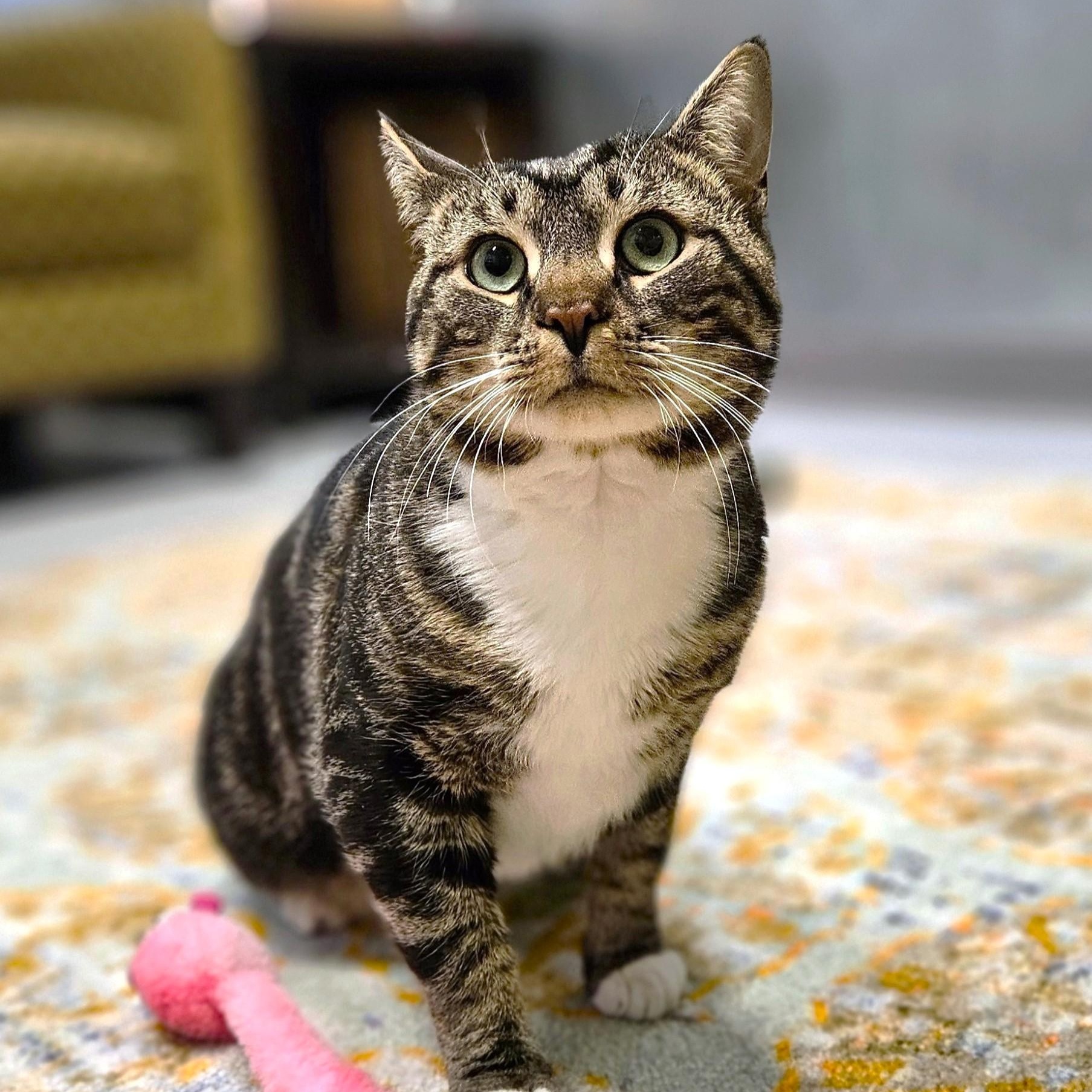 Enlarge Boots, a ADOPTABLE Domestic Short Hair in Endicott, NY image 2/4