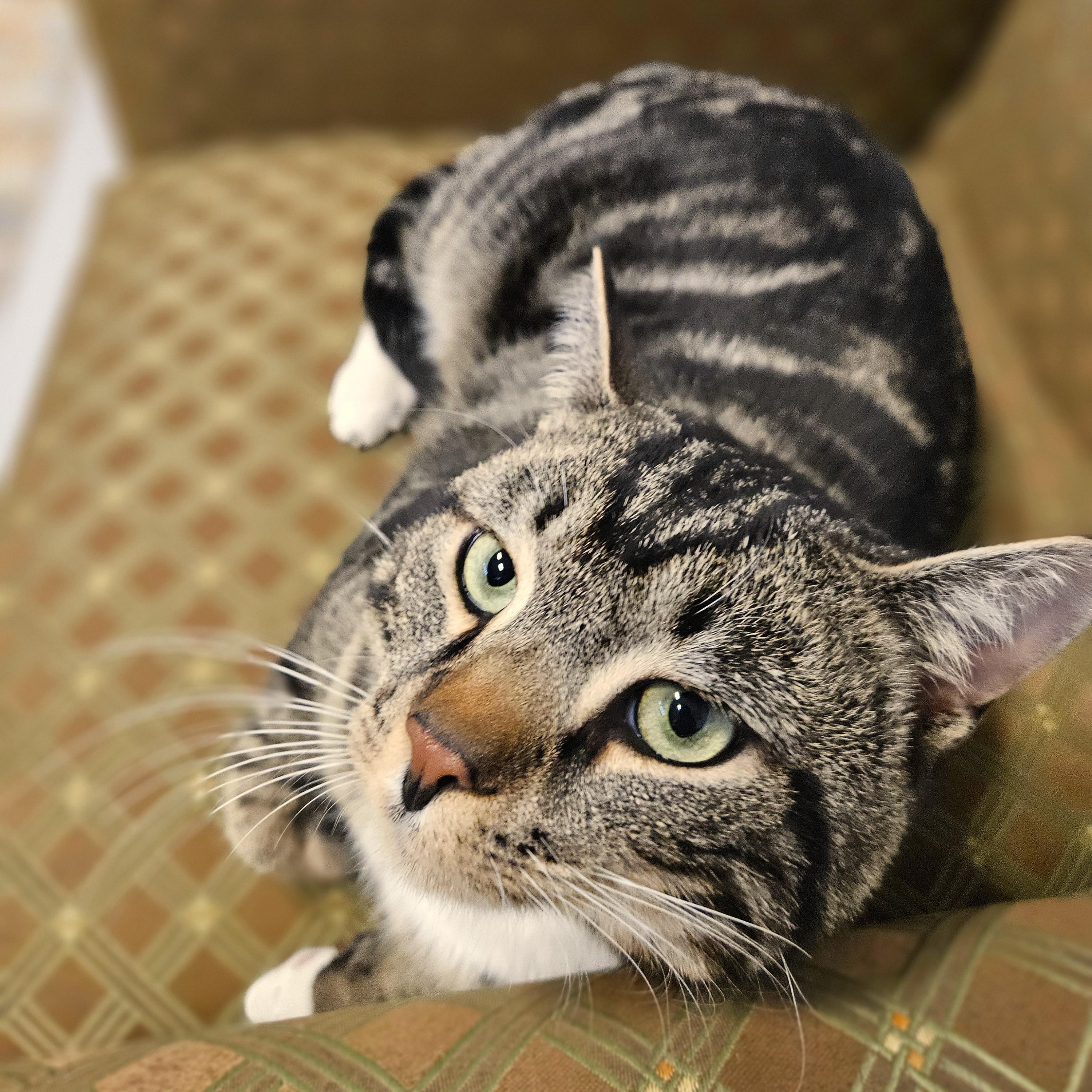 Enlarge Boots, a ADOPTABLE Domestic Short Hair in Endicott, NY image 3/4