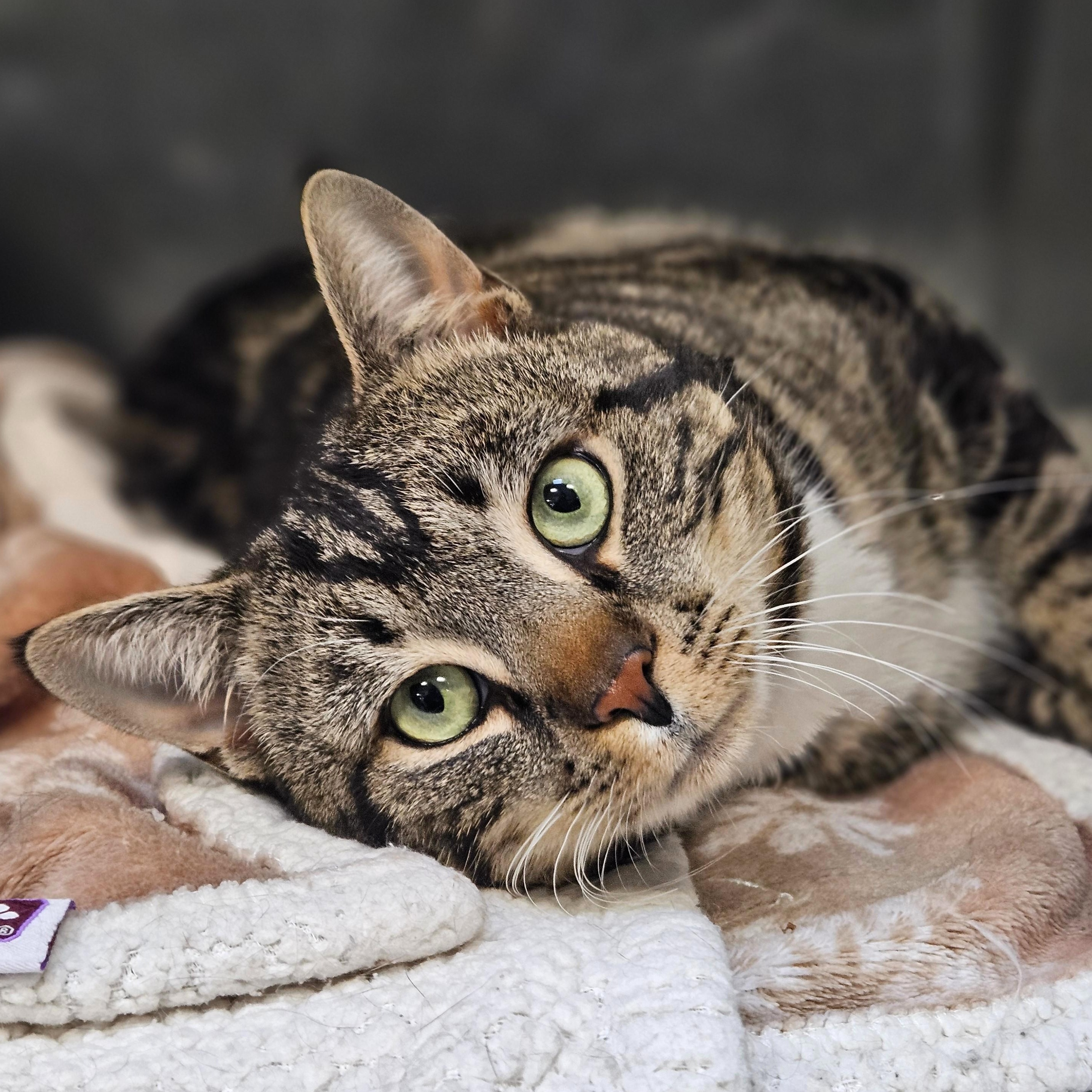 Boots, ADOPTABLE, Adult Male Domestic Short Hair.