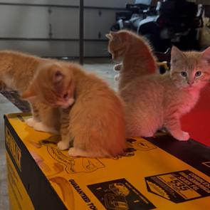 Mira — thumbnail 2