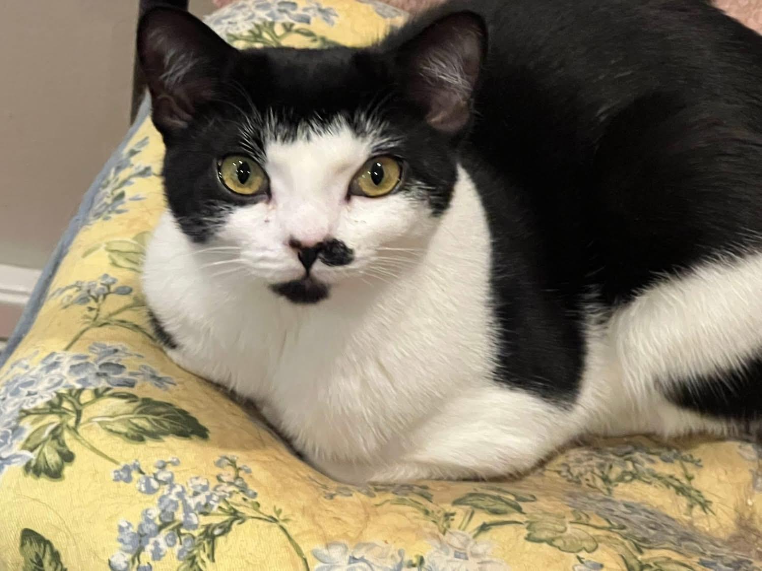 Enlarge Lily, an adopted Domestic Short Hair in Riverside, RI image 6/6