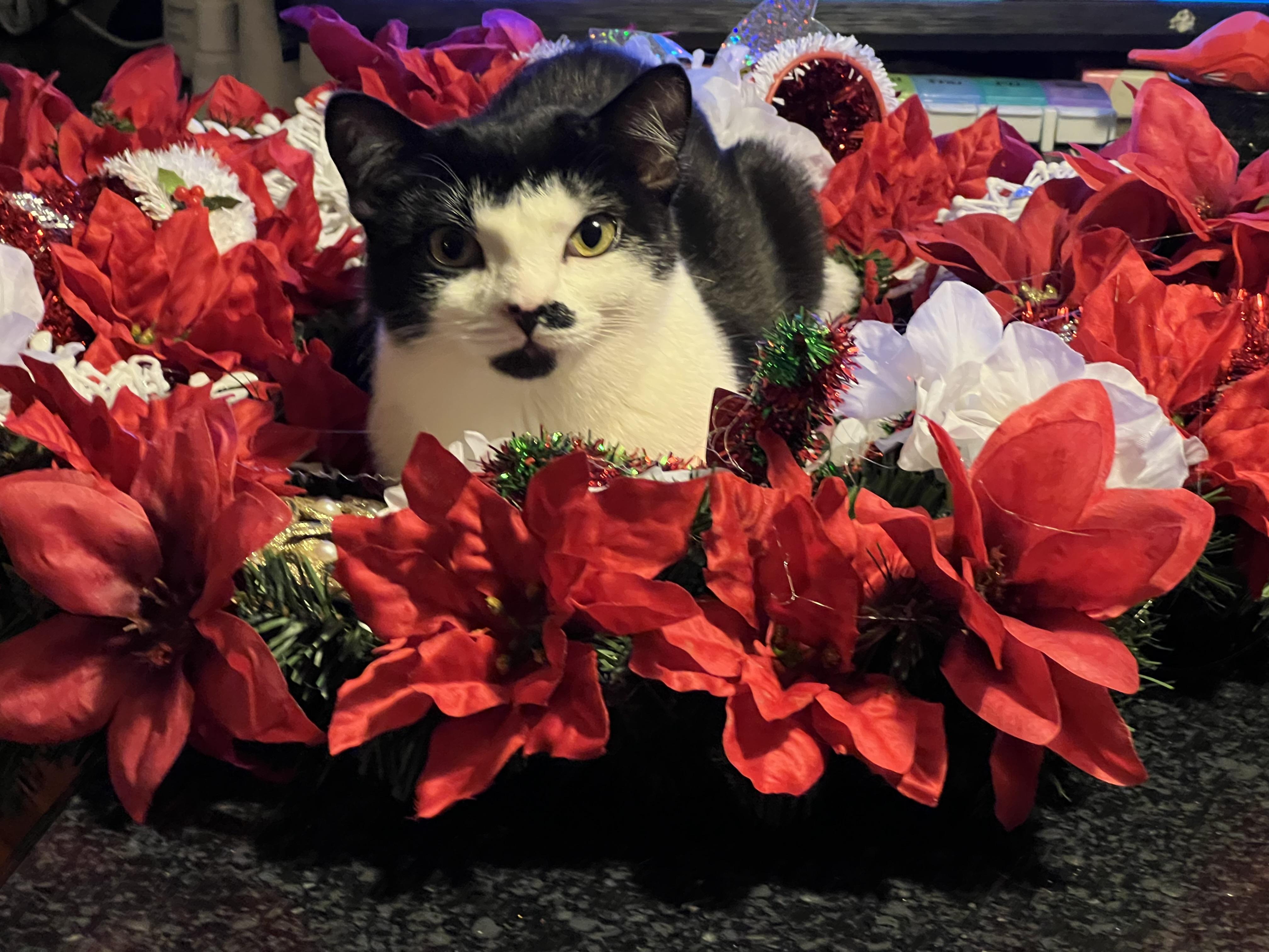 Enlarge Lily, an adopted Domestic Short Hair in Riverside, RI image 1/6