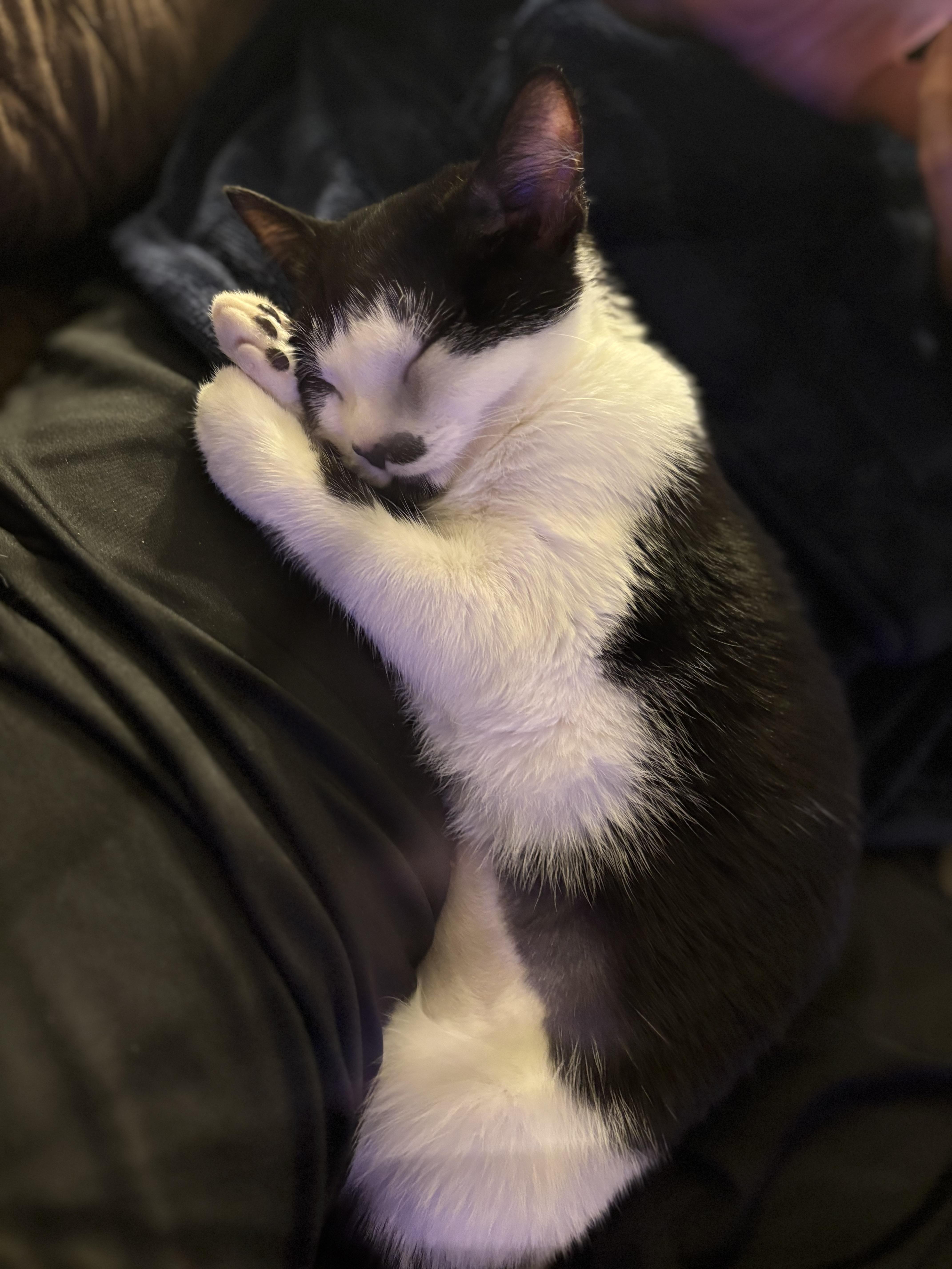 Enlarge Lily, an adopted Domestic Short Hair in Riverside, RI image 4/6