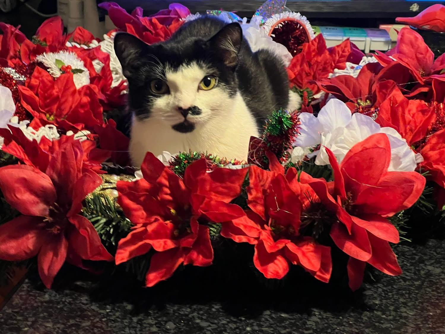 Lily, adopted, Young Female Domestic Short Hair.