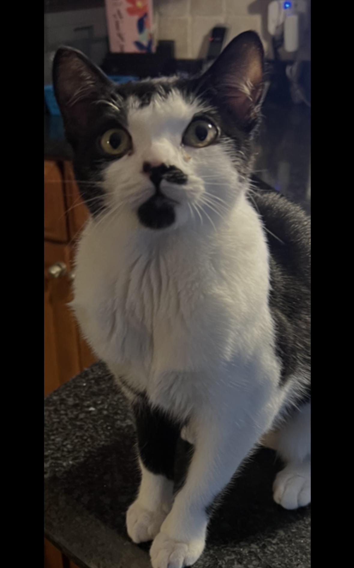 Enlarge Lily, an adopted Domestic Short Hair in Riverside, RI image 5/6