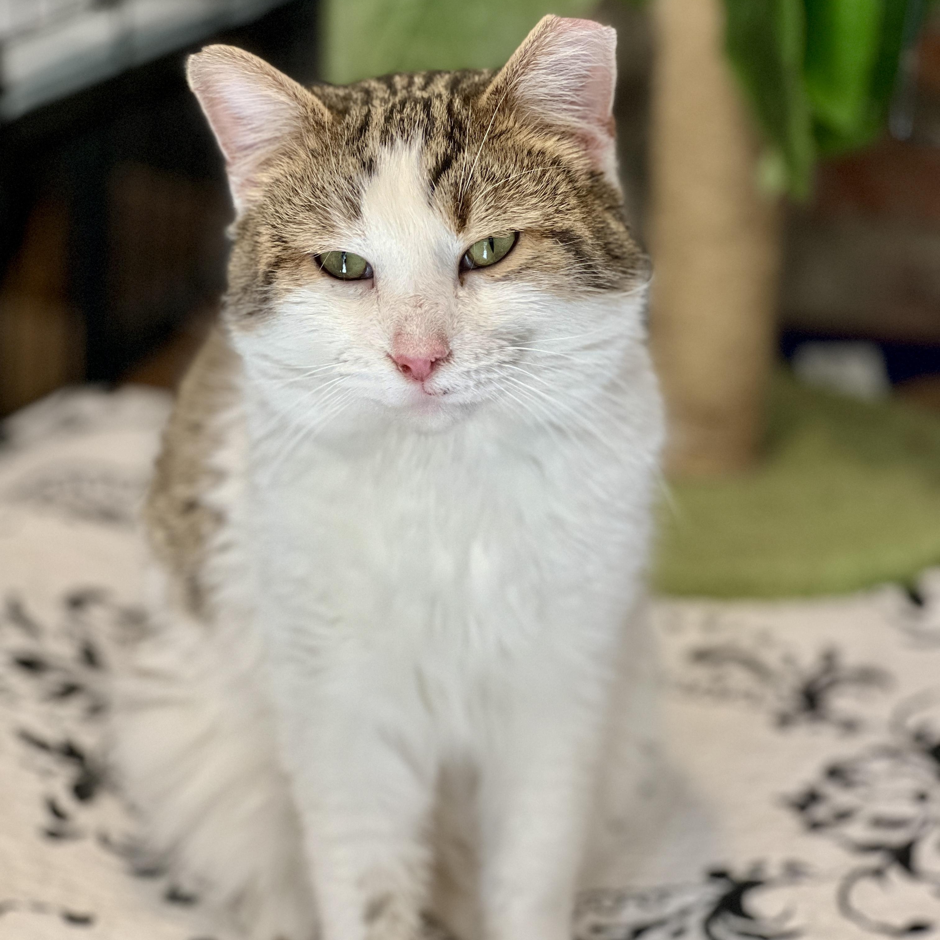 Enlarge Carmel, an adopted Domestic Short Hair in Waveland, IN image 1/1