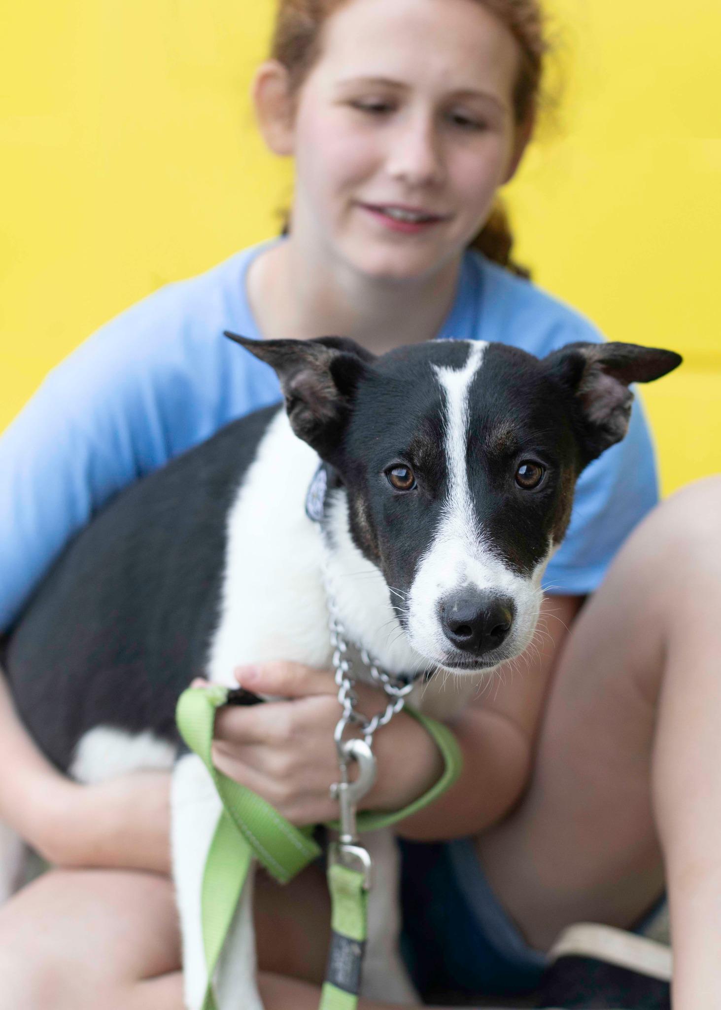 Tundra, Adoptable, Young Female Siberian Husky & Border Collie.