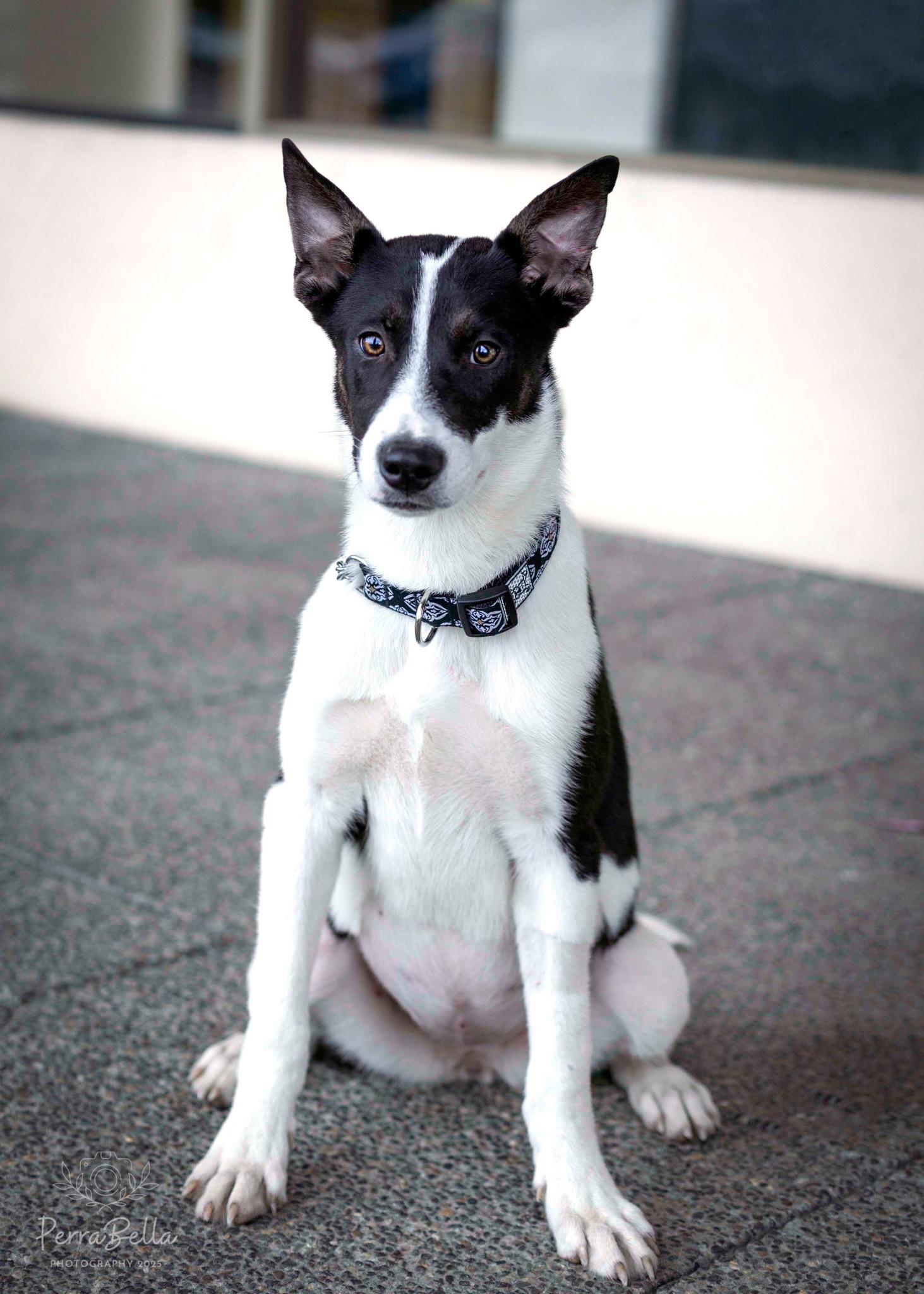 Enlarge Tundra, a Adoptable mixed breed in West Richland, WA image 2/6