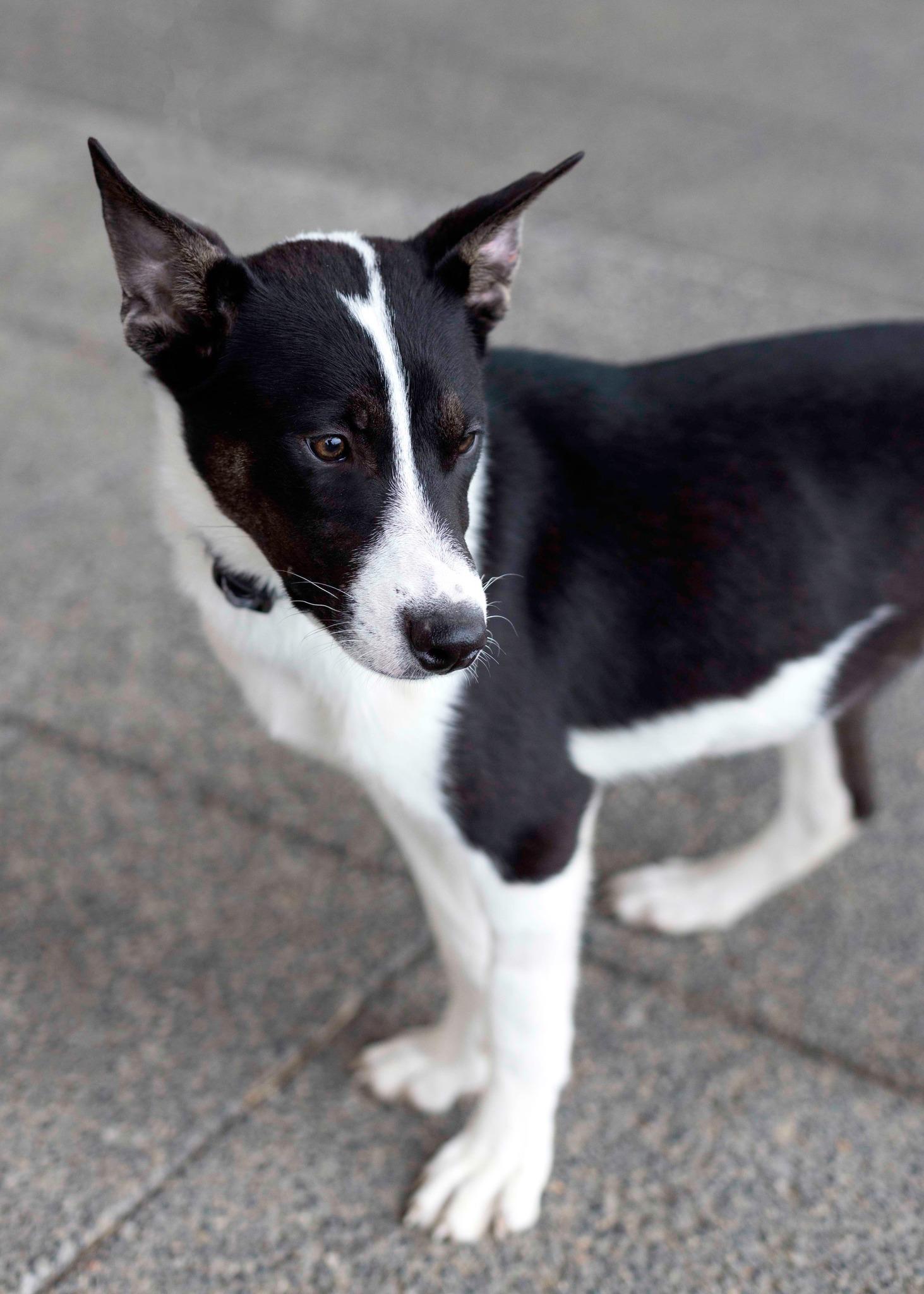 Enlarge Tundra, a Adoptable mixed breed in West Richland, WA image 3/6
