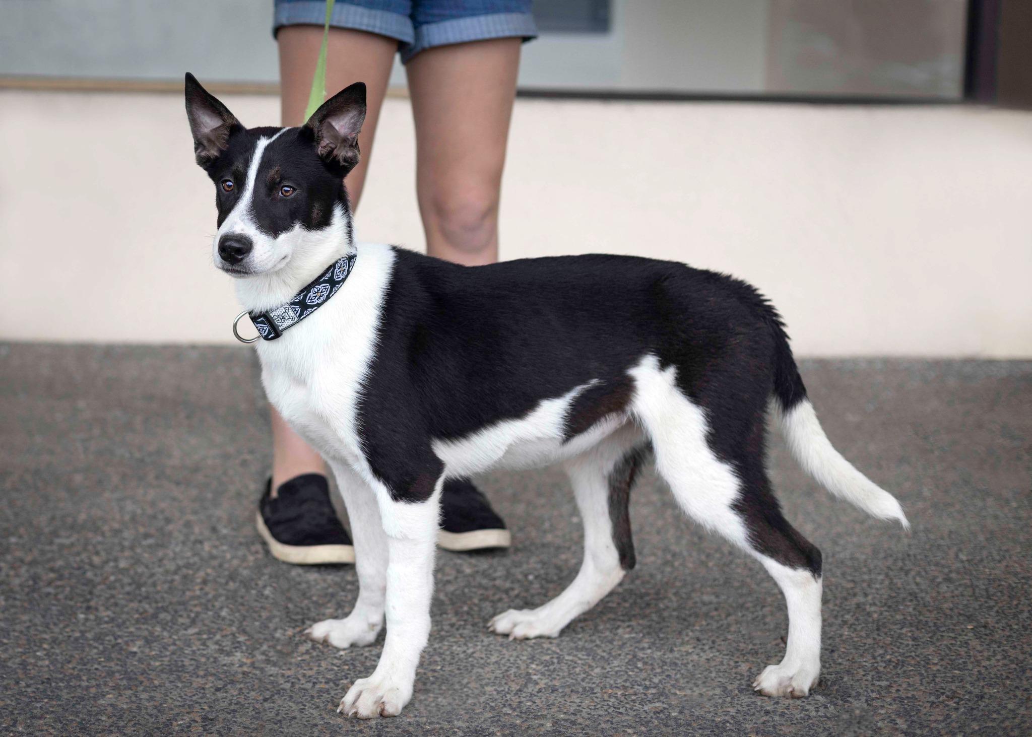 Enlarge Tundra, a Adoptable mixed breed in West Richland, WA image 4/6