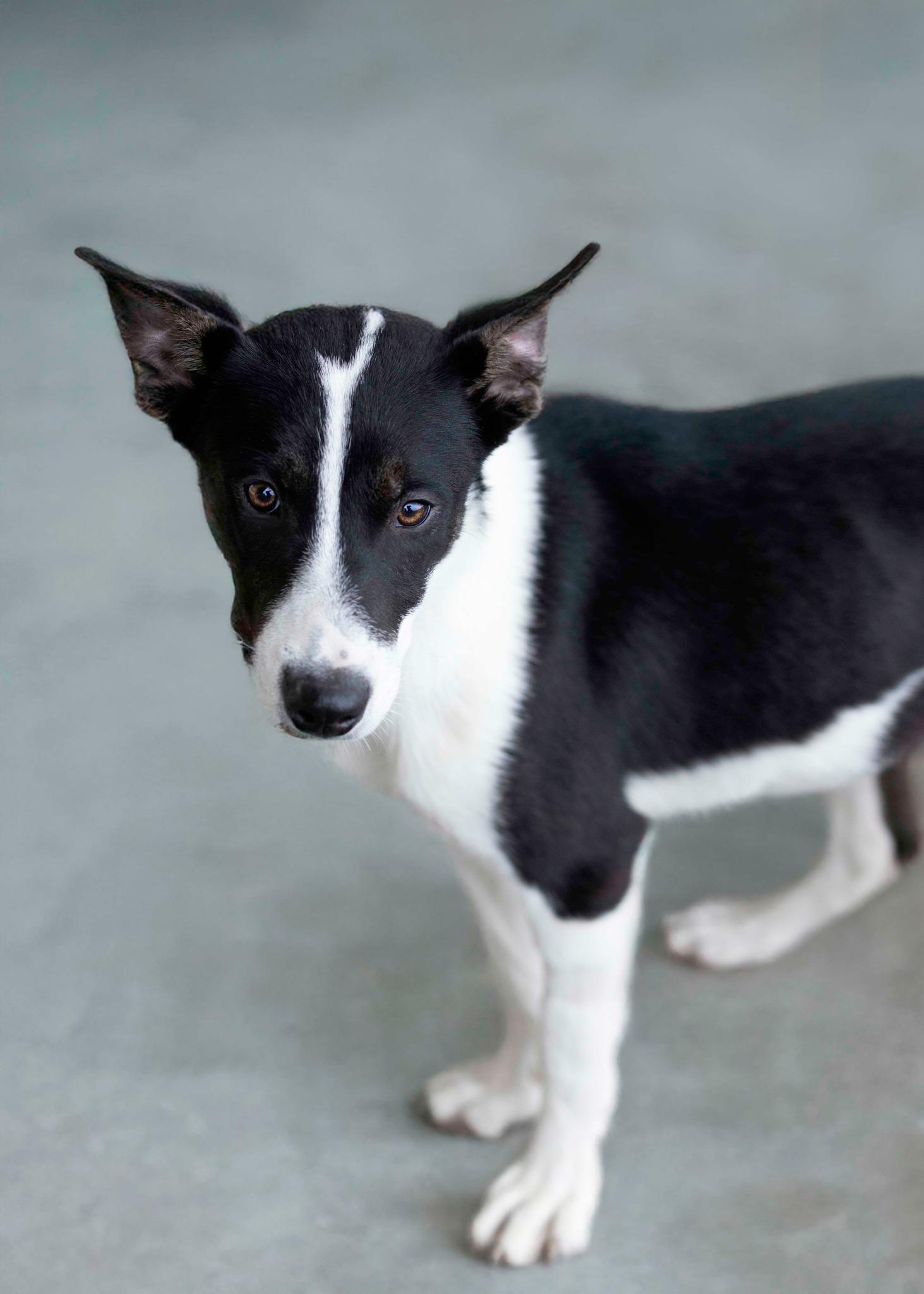 Enlarge Tundra, a Adoptable mixed breed in West Richland, WA image 5/6