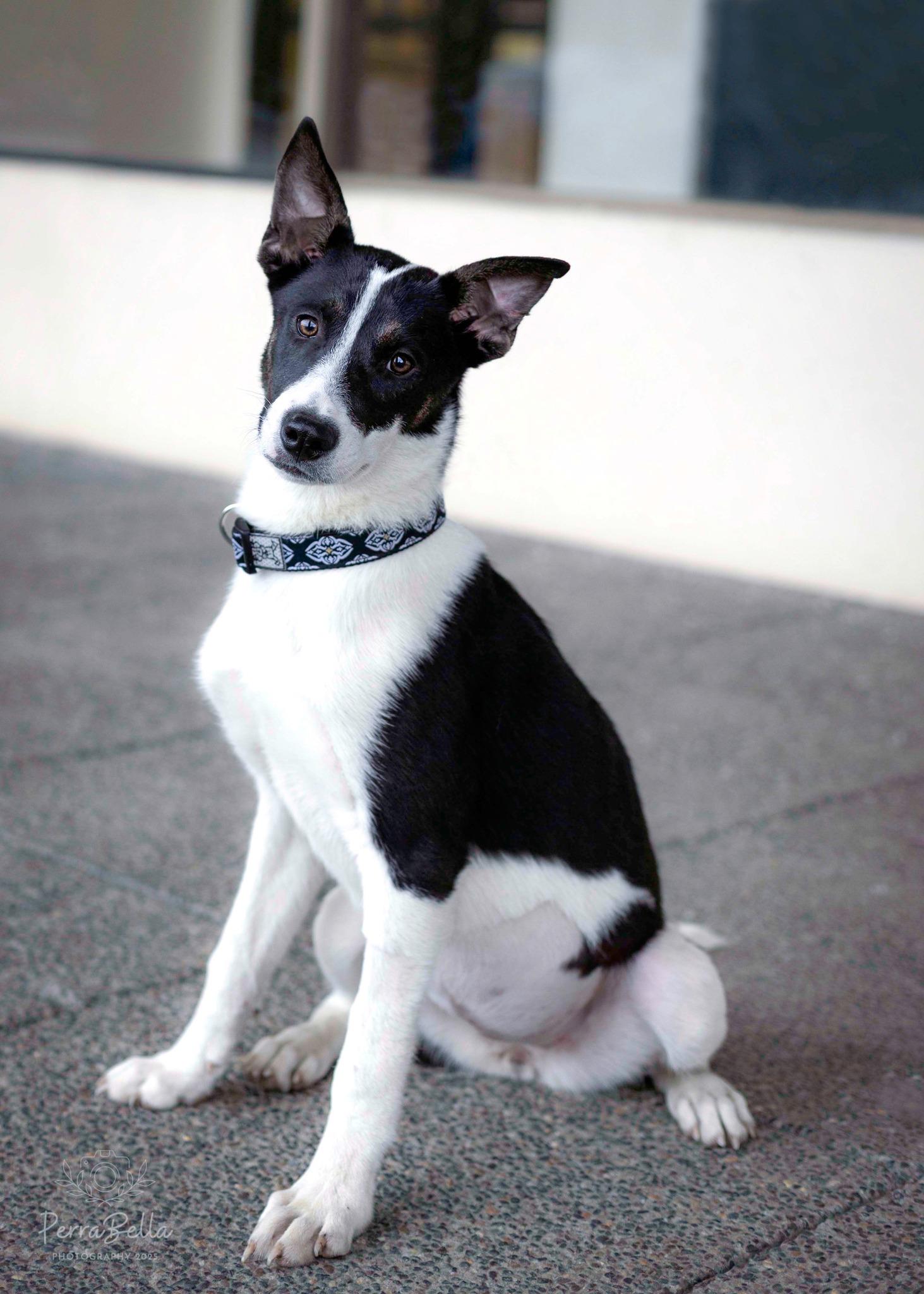 Enlarge Tundra, a Adoptable mixed breed in West Richland, WA image 6/6