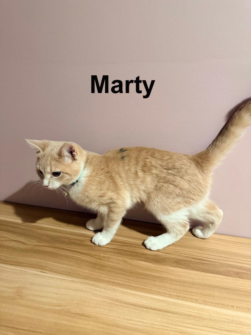 Marty Shes. SWEET SISTER TO Rizzo (F) — thumbnail 2