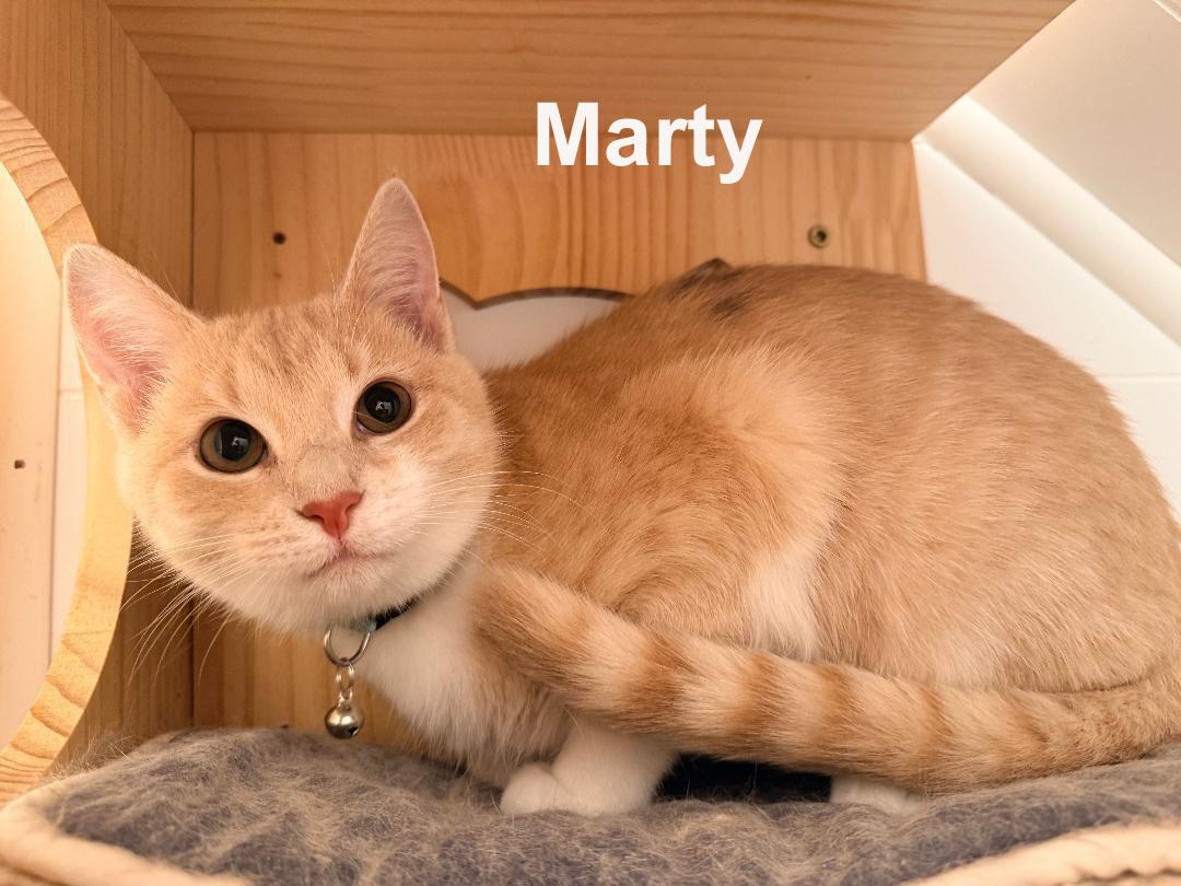 Marty Shes. SWEET SISTER TO Rizzo (F) — thumbnail 3
