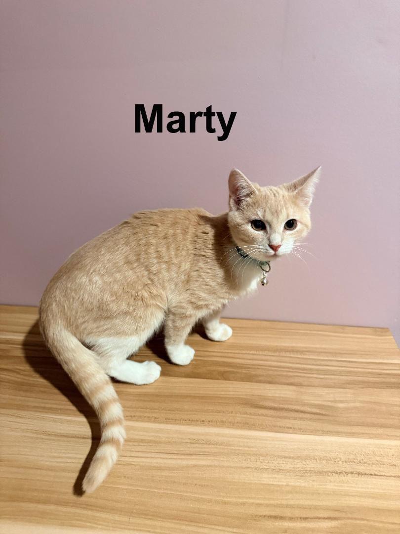 Marty Shes. SWEET SISTER TO Rizzo (F) — thumbnail 4