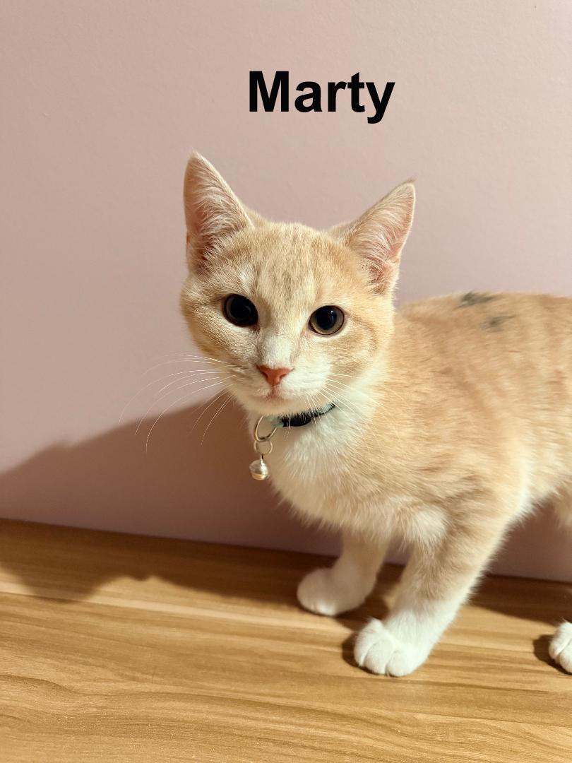 Marty Shes. SWEET SISTER TO Rizzo (F) — thumbnail 5