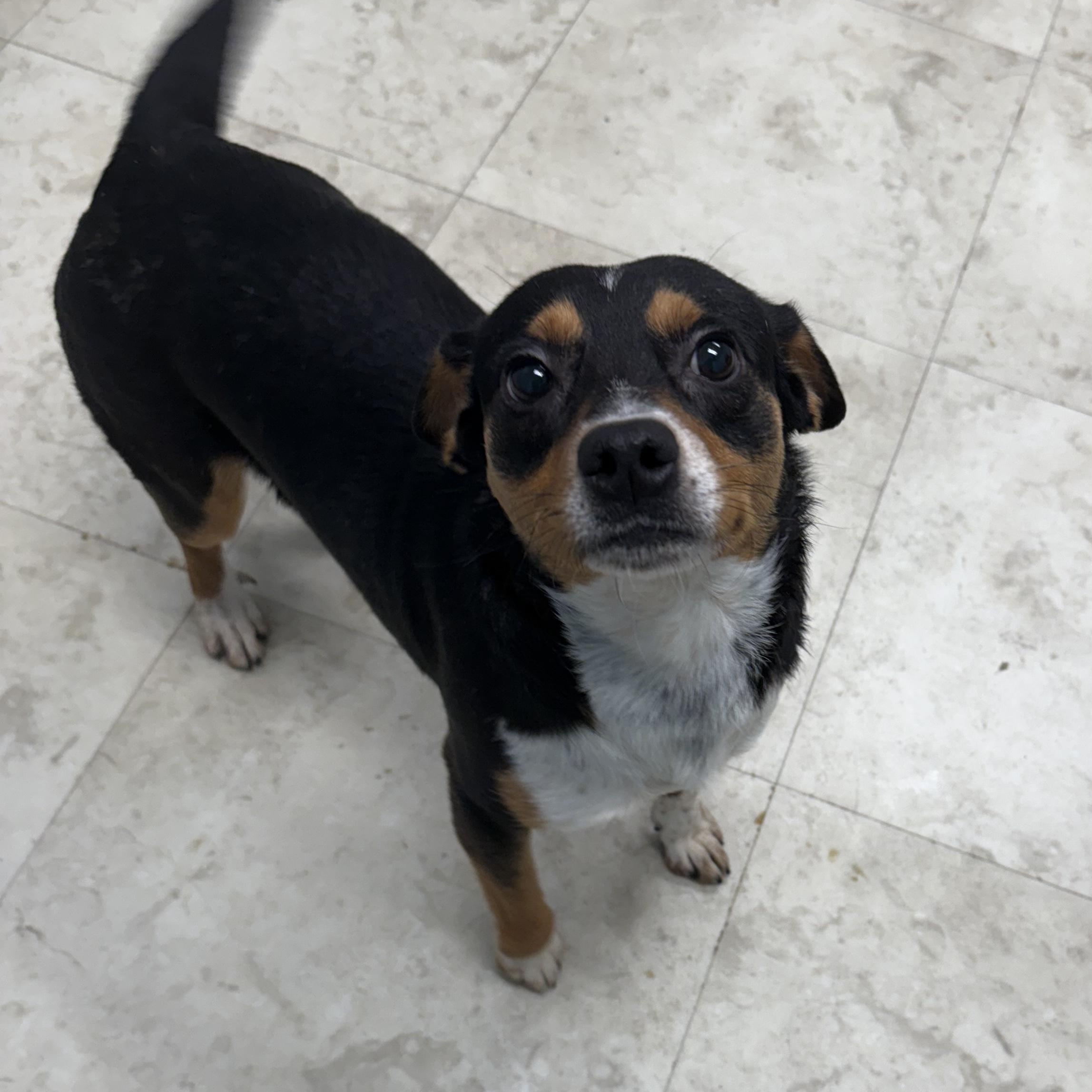 Mike, Adoptable, Adult Male Chiweenie & Rat Terrier.