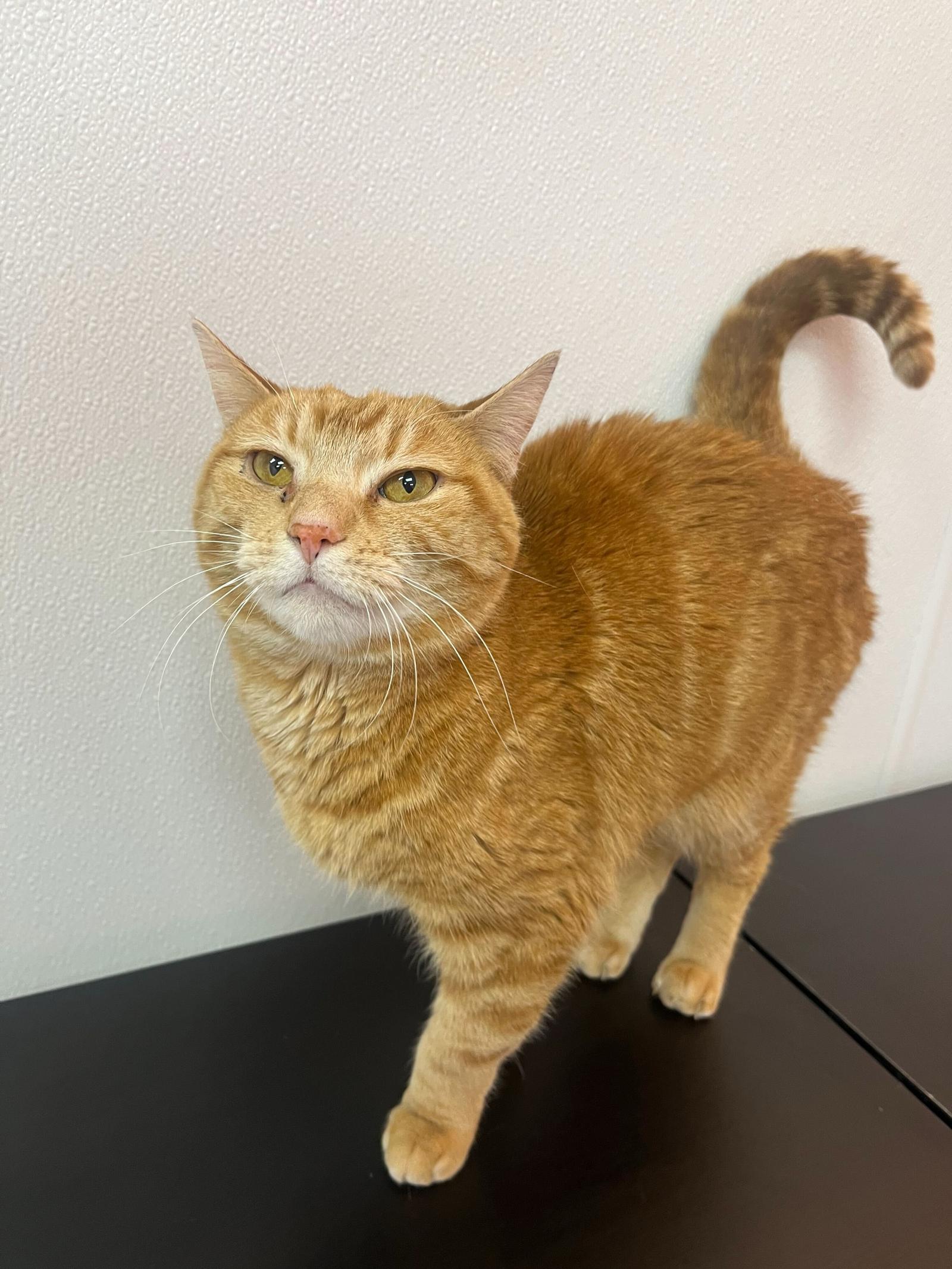 Pumpkin  Kbc thumbnail 2