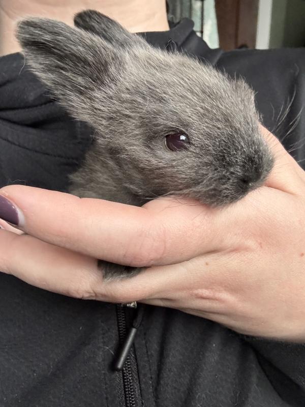 Enlarge Dedede, a Adoptable mixed breed in Silverdale, WA image 2/3