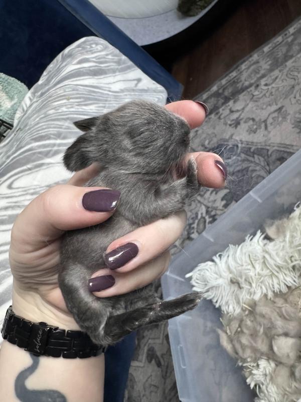 Enlarge Dedede, a Adoptable mixed breed in Silverdale, WA image 3/3