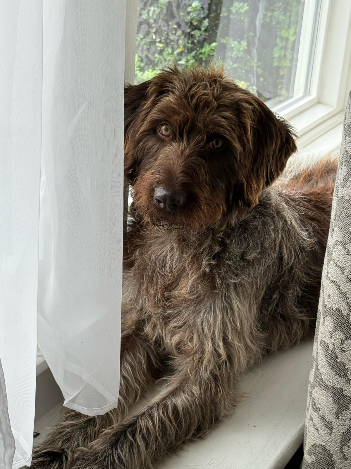 Enlarge Aggie, an adopted Wirehaired Pointing Griffon in Hawley, PA image 6/6