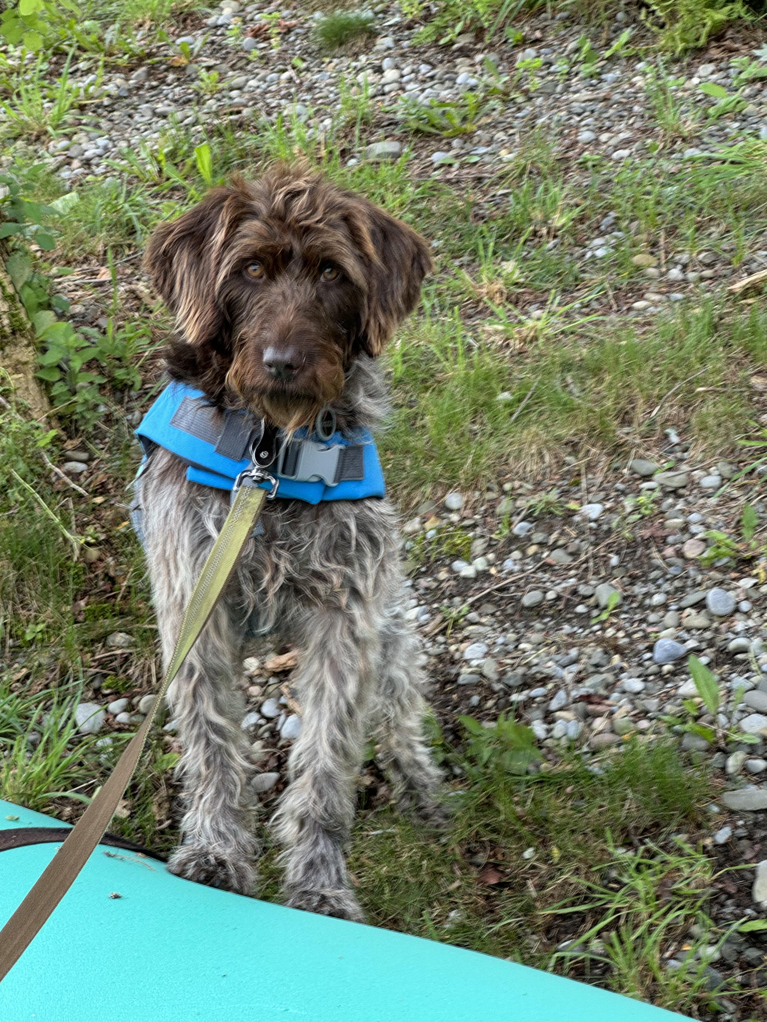 Enlarge Aggie, an adopted Wirehaired Pointing Griffon in Hawley, PA image 3/6