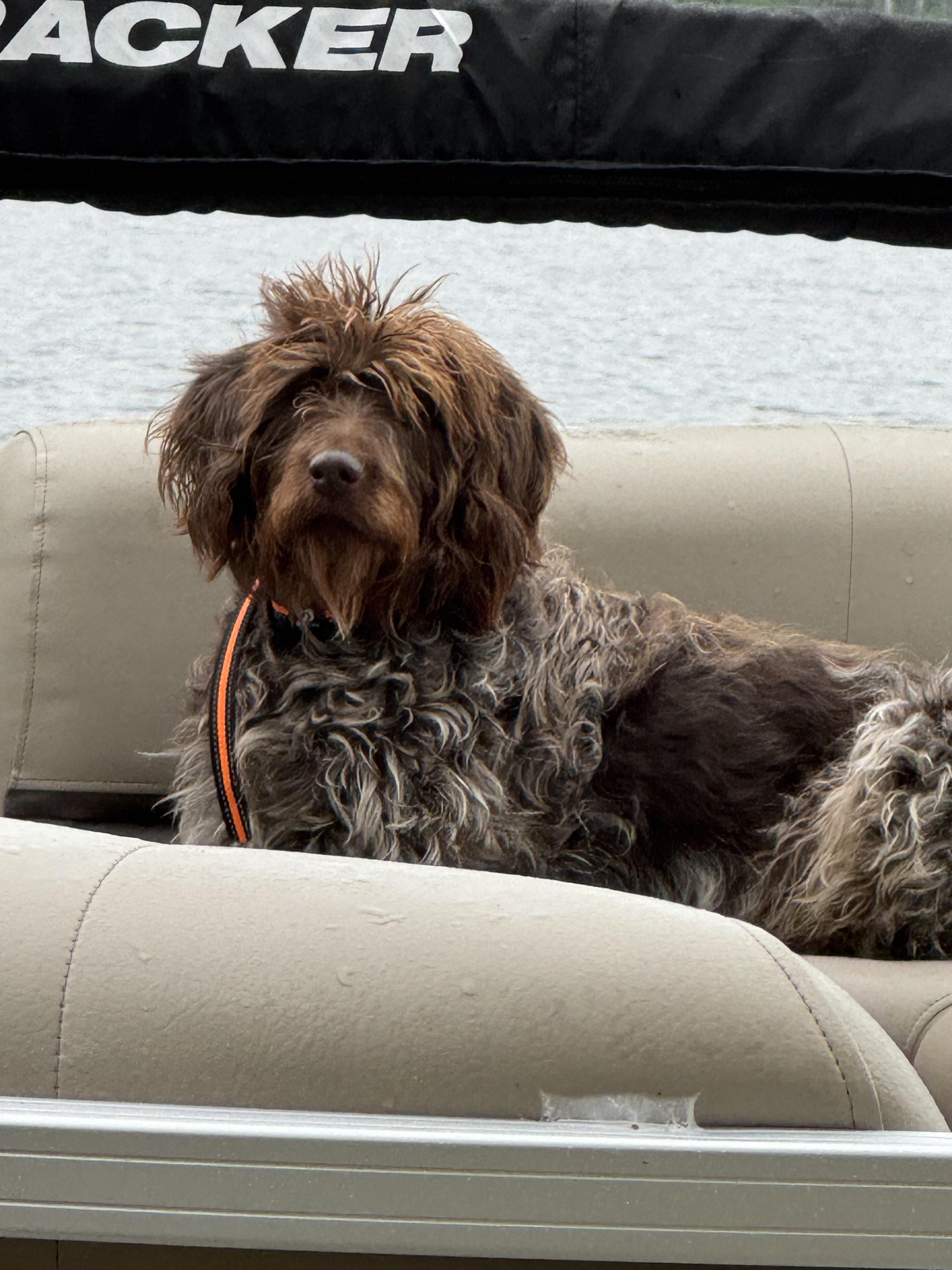 Enlarge Aggie, an adopted Wirehaired Pointing Griffon in Hawley, PA image 4/6