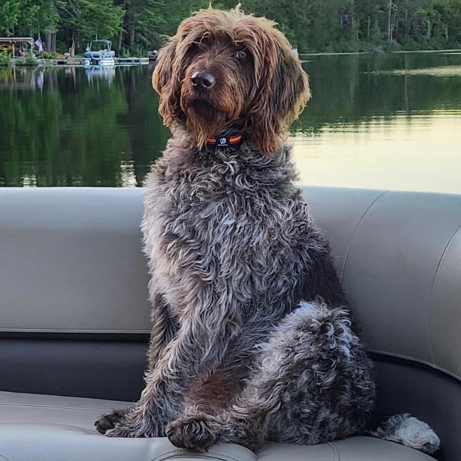 Aggie, adopted, Young Female Wirehaired Pointing Griffon.