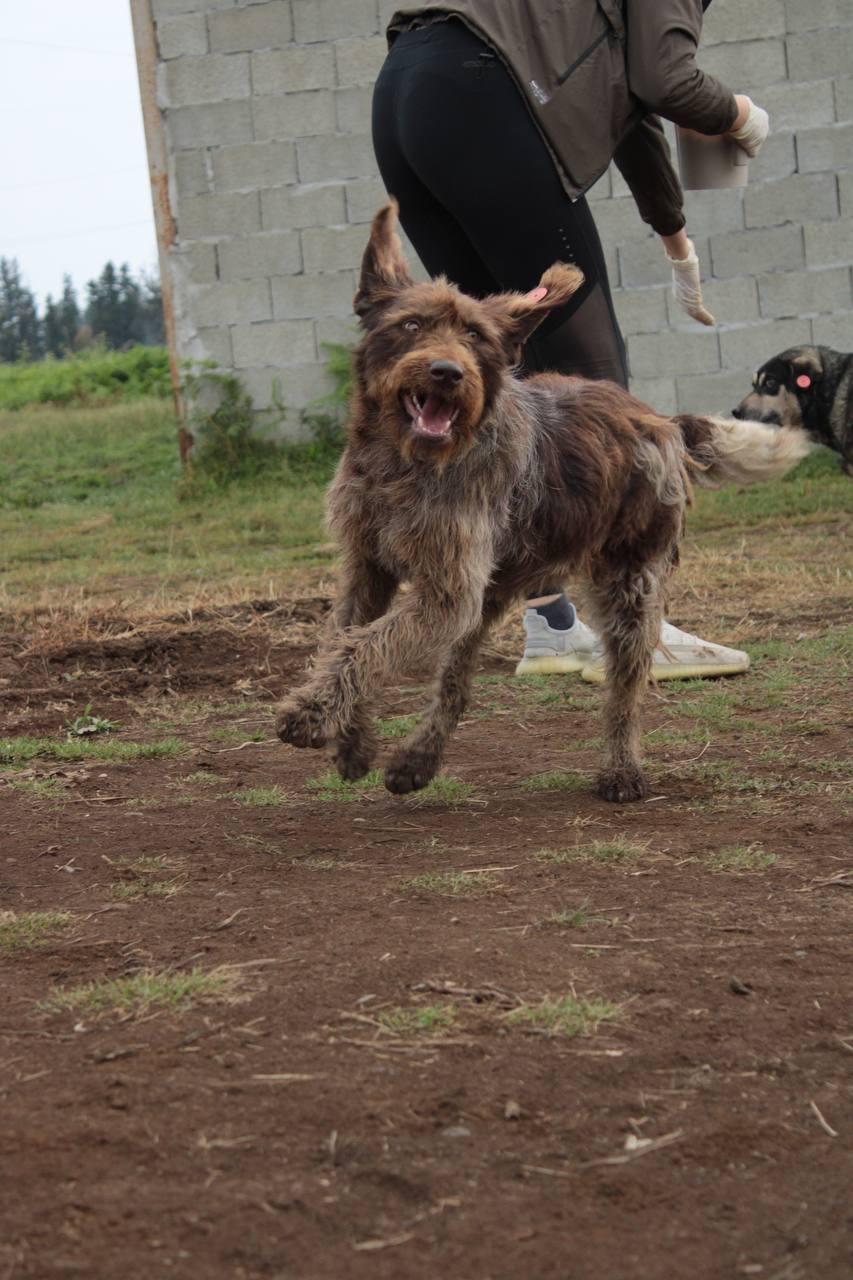 Enlarge Aggie, an adopted Wirehaired Pointing Griffon in Hawley, PA image 2/6