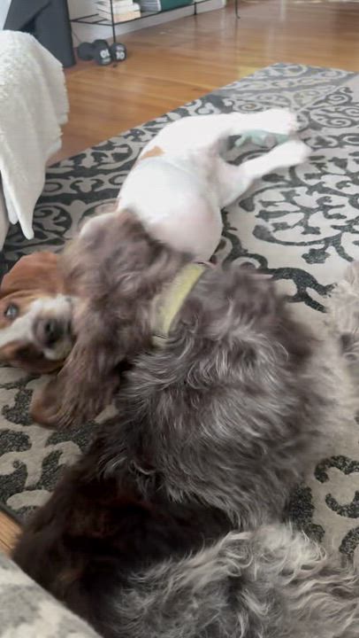 Enlarge Aggie, an adopted Wirehaired Pointing Griffon in Hawley, PA video 5/6