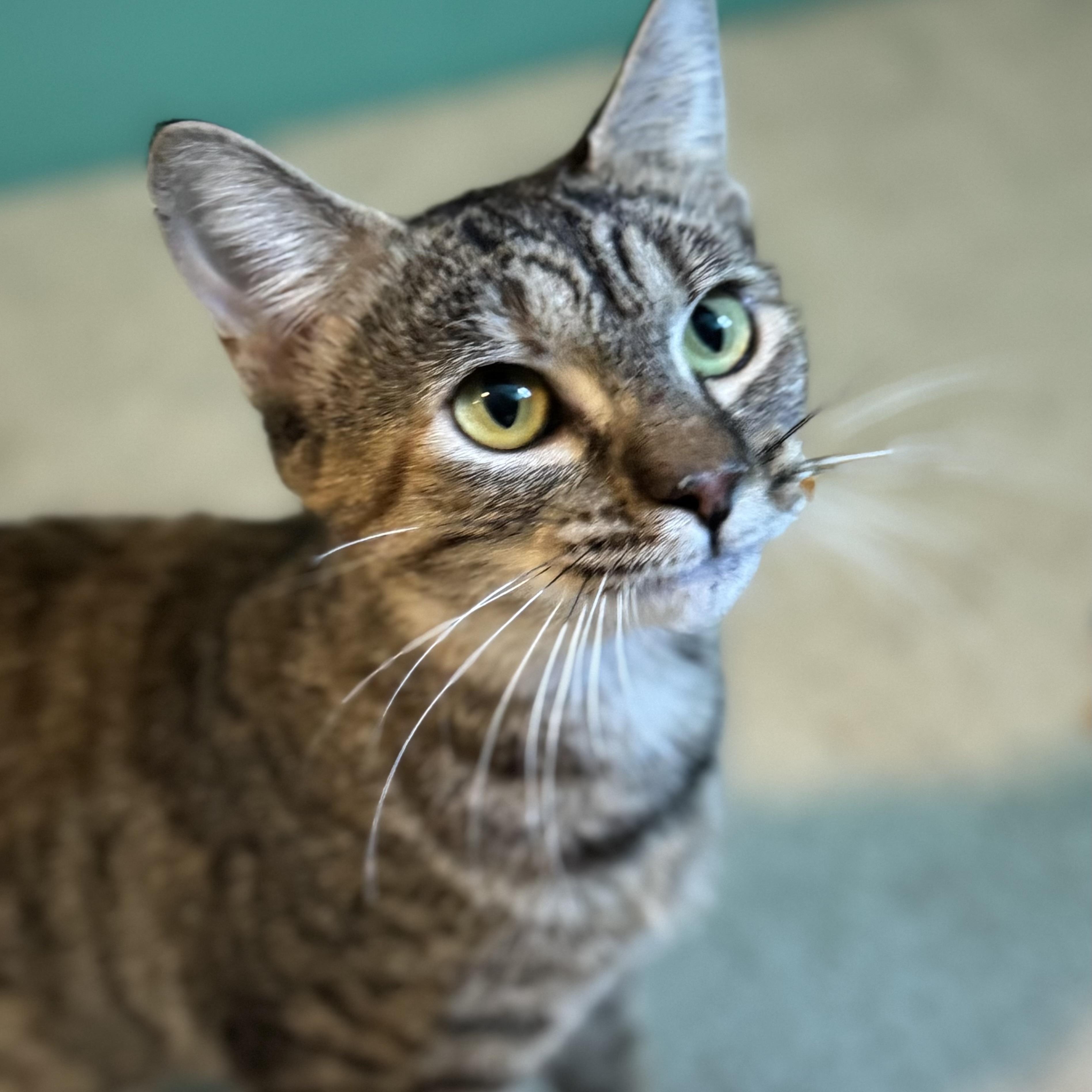 Enlarge Agnes, a Adoptable Domestic Short Hair in Midlothian, VA image 1/4
