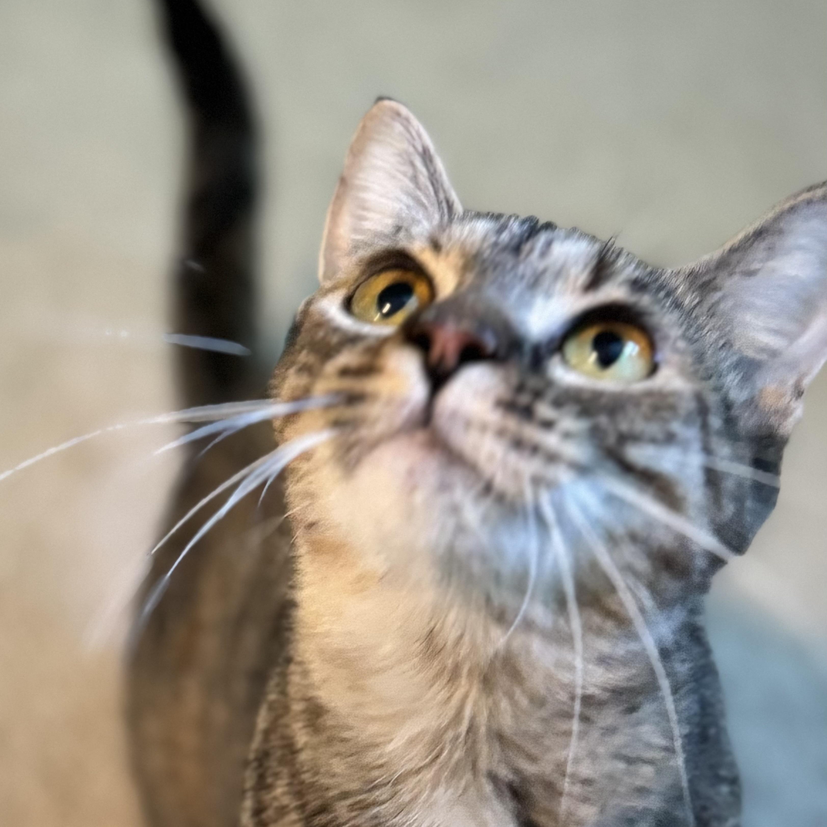 Enlarge Agnes, a Adoptable Domestic Short Hair in Midlothian, VA image 2/4