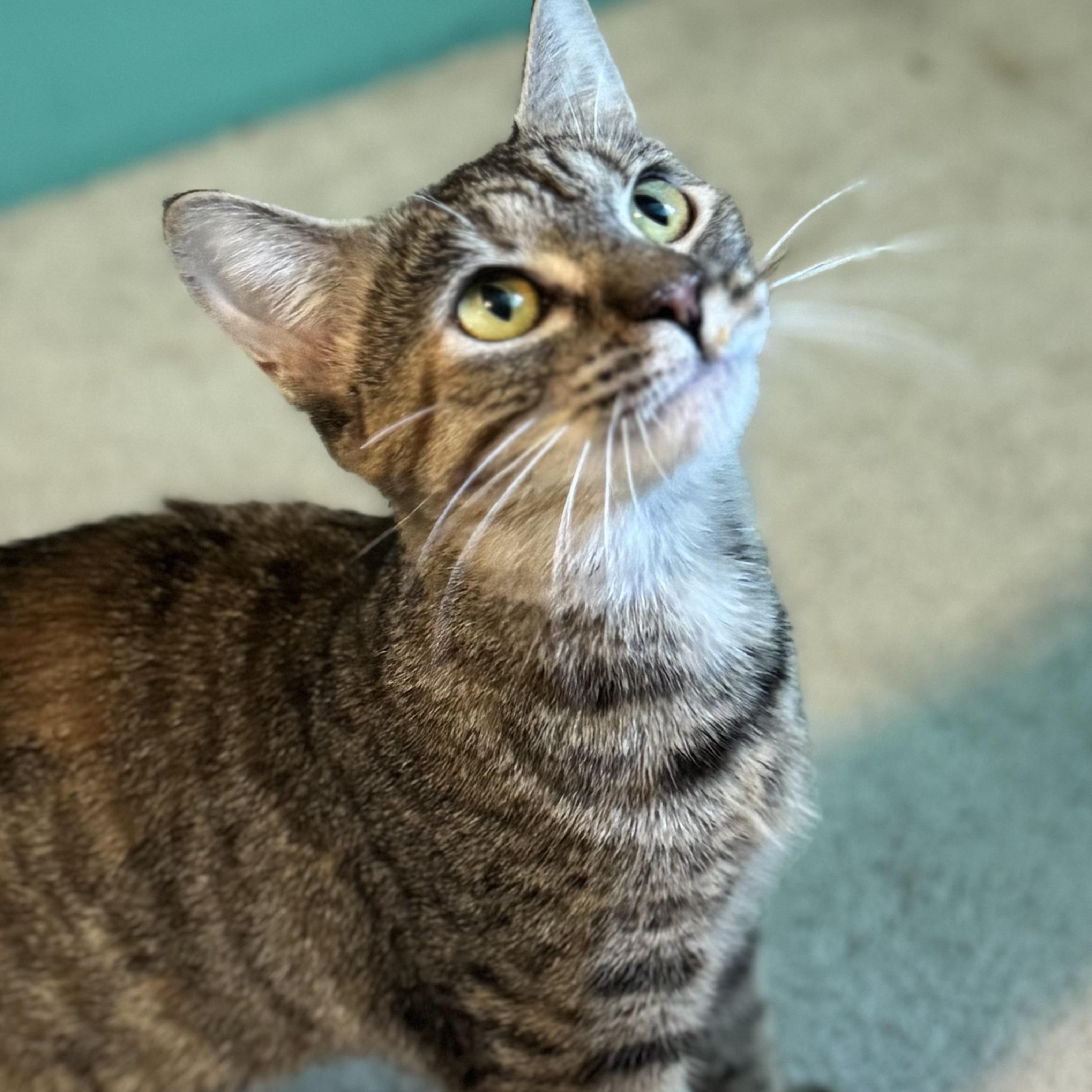 Enlarge Agnes, a Adoptable Domestic Short Hair in Midlothian, VA image 3/4