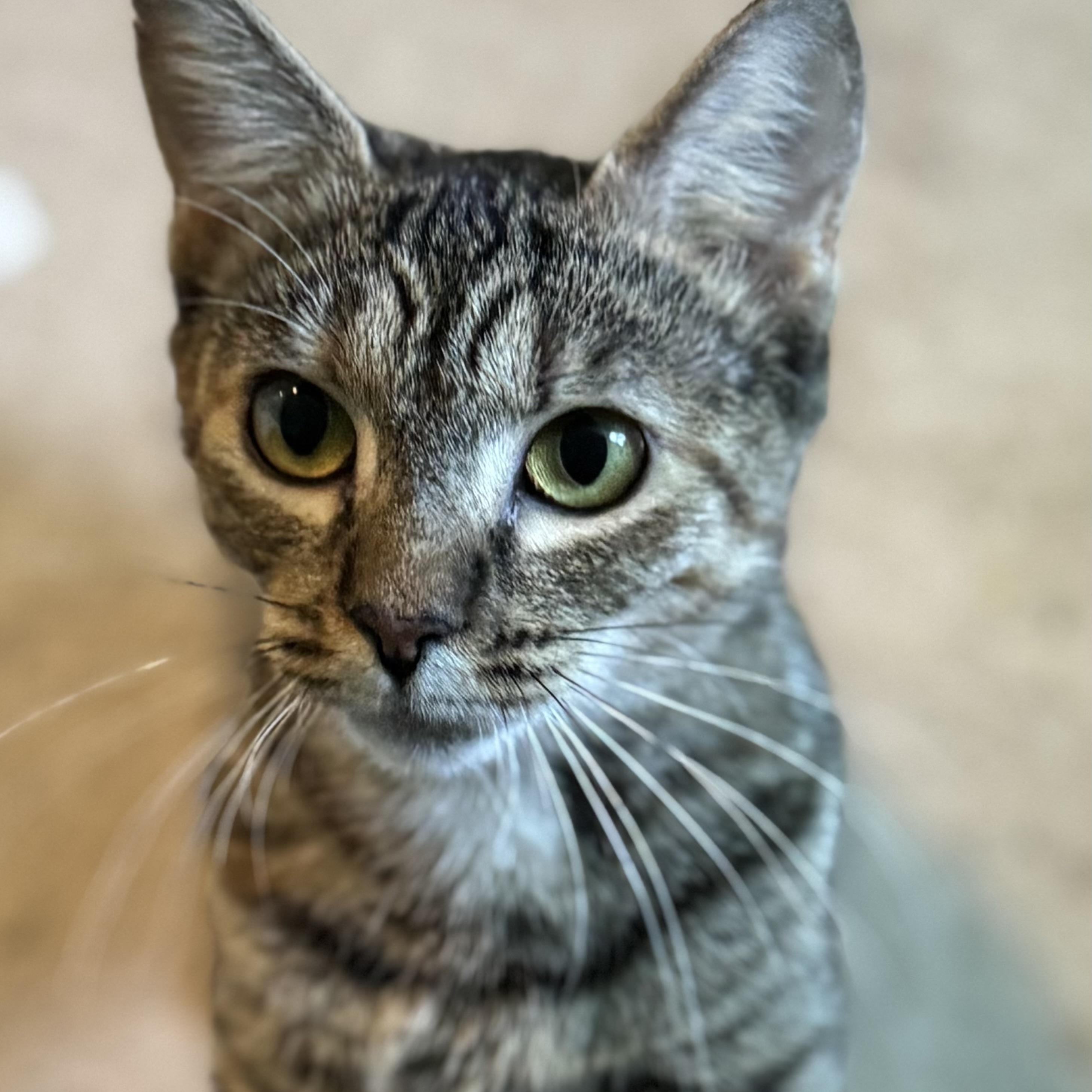 Enlarge Agnes, a Adoptable Domestic Short Hair in Midlothian, VA image 4/4