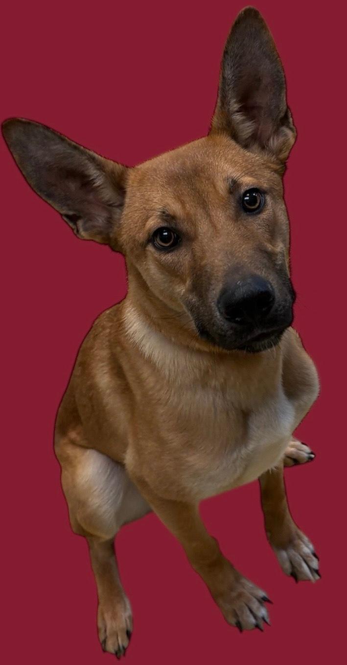 Milo, ADOPTABLE, Young Male Shepherd.