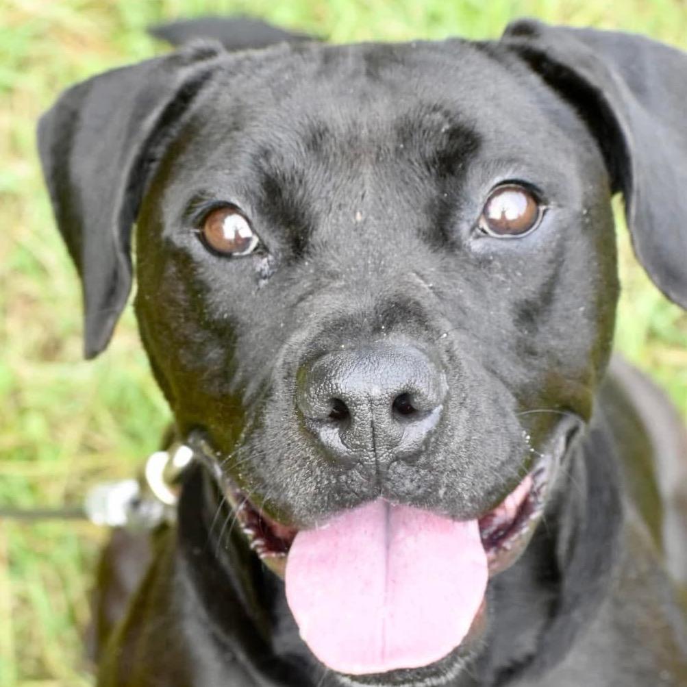 Zoe, Adoptable, Young Female Boxer.