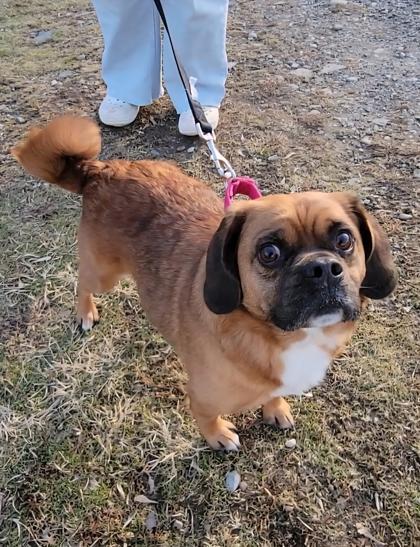 Dexter, Adoptable, Adult Male Pug & Beagle.
