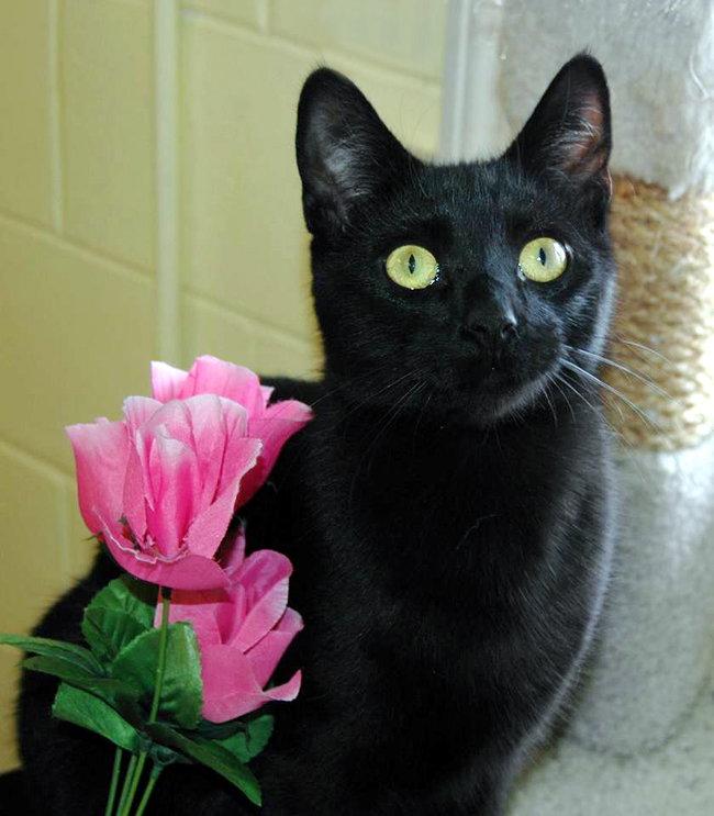 Enlarge Zora, a Adoptable Domestic Short Hair in Cincinnati, OH image 1/3