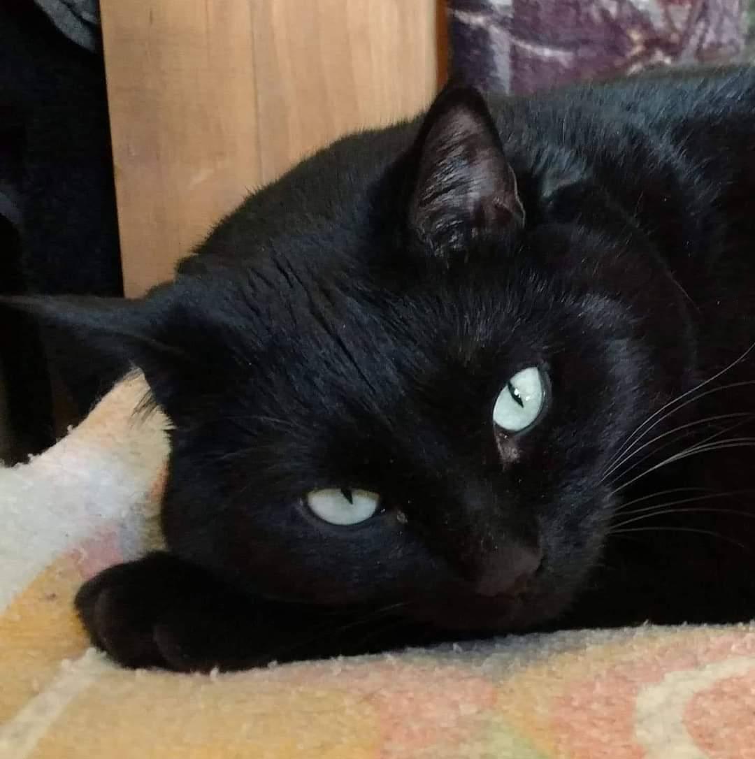 Enlarge Zora, a Adoptable Domestic Short Hair in Cincinnati, OH image 2/3