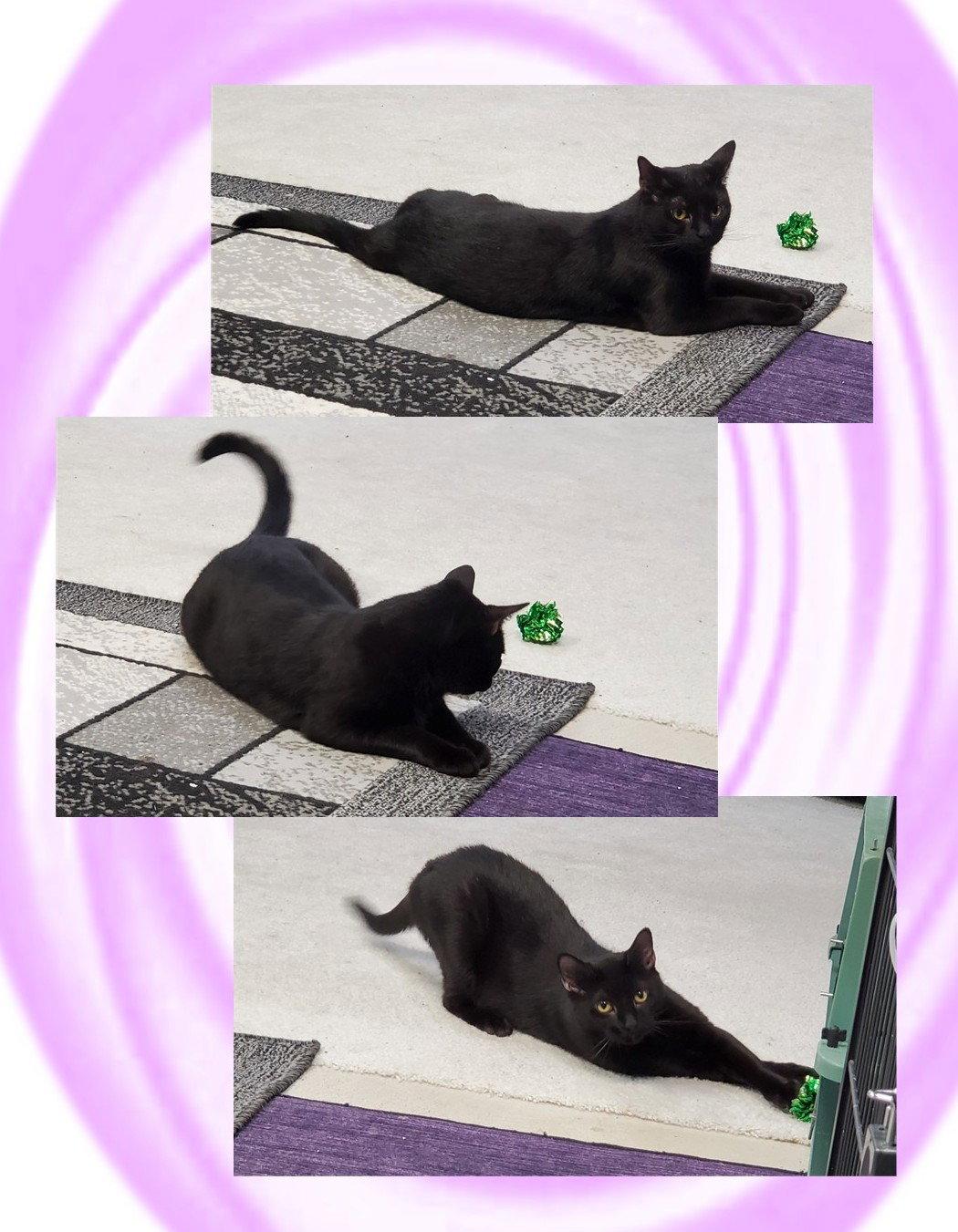 Enlarge Zora, a Adoptable Domestic Short Hair in Cincinnati, OH image 3/3