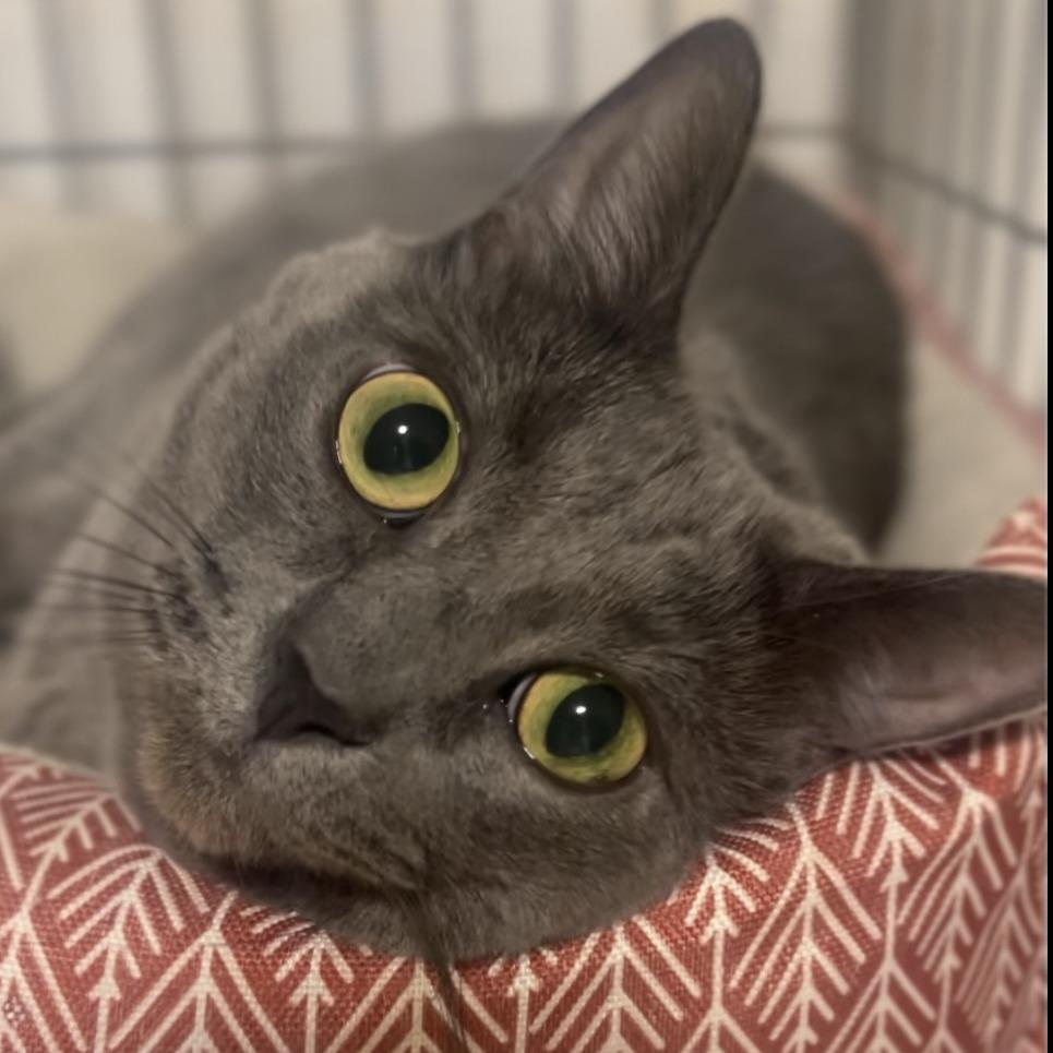 Annie, Adoptable, Senior Female Domestic Short Hair.