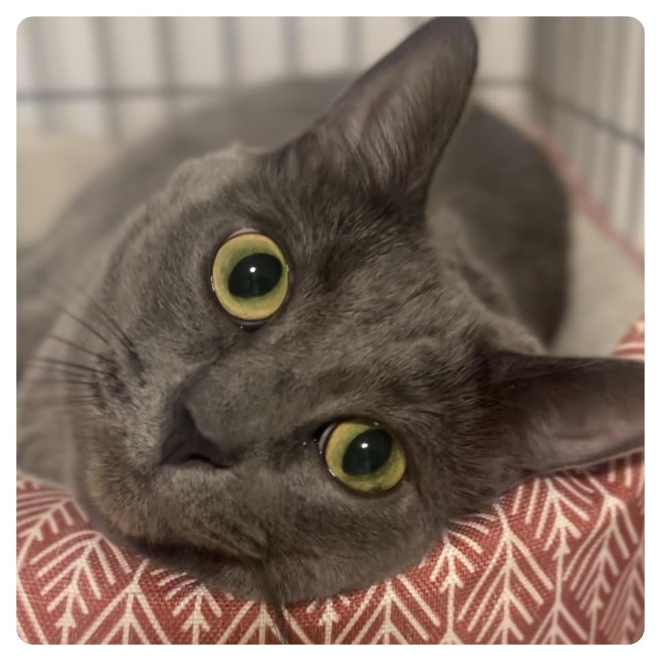 Annie, Adoptable, Senior Female Domestic Short Hair.